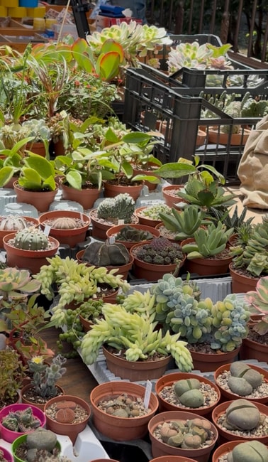 Palermo: Sunday Markets Walk with sweet break 2