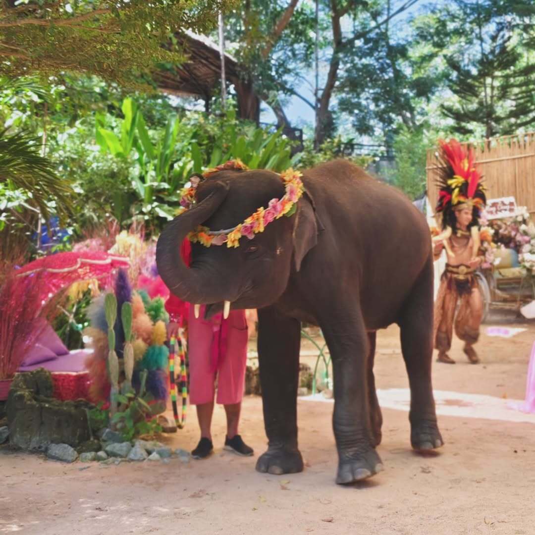 Mong Chang Cafe Pattaya Elephant Village – Image 4 | WeShare