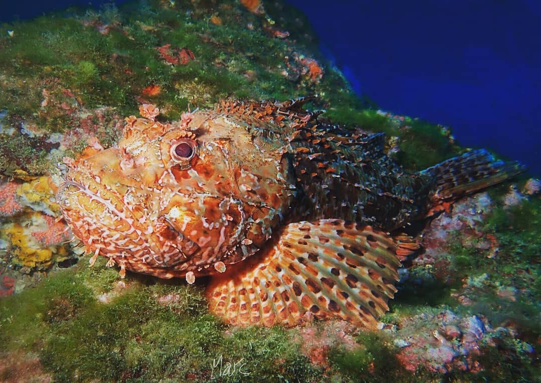 PADI Open Water Diver - First diving title - Photo 5