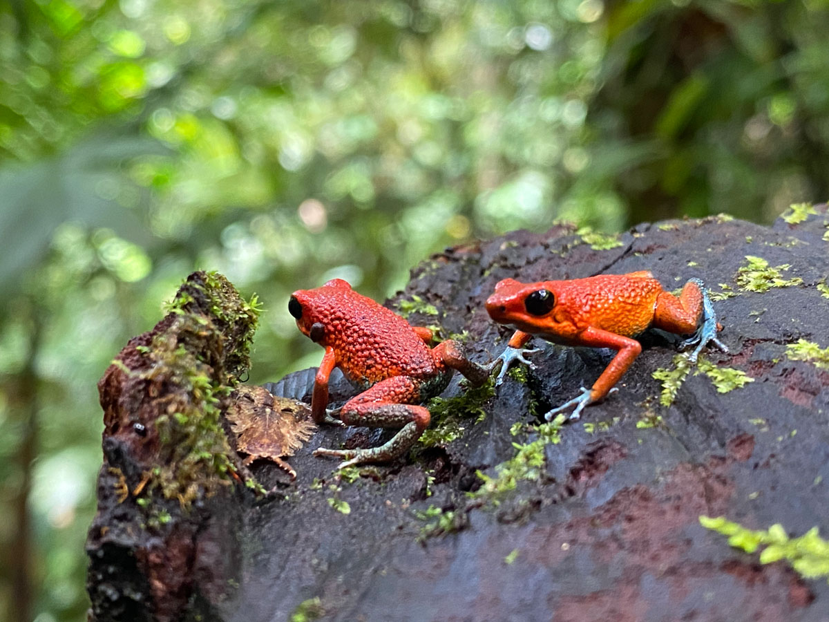 Expedición de observación de aves en Hacienda Ébano - Foto 4