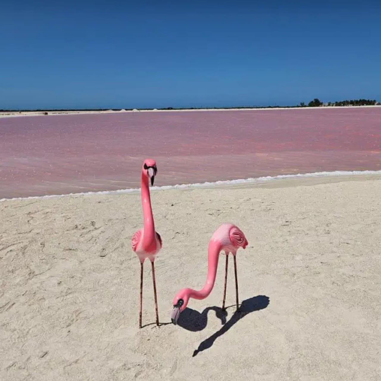Excursion a las Coloradas y Río Lagartos — 16/17