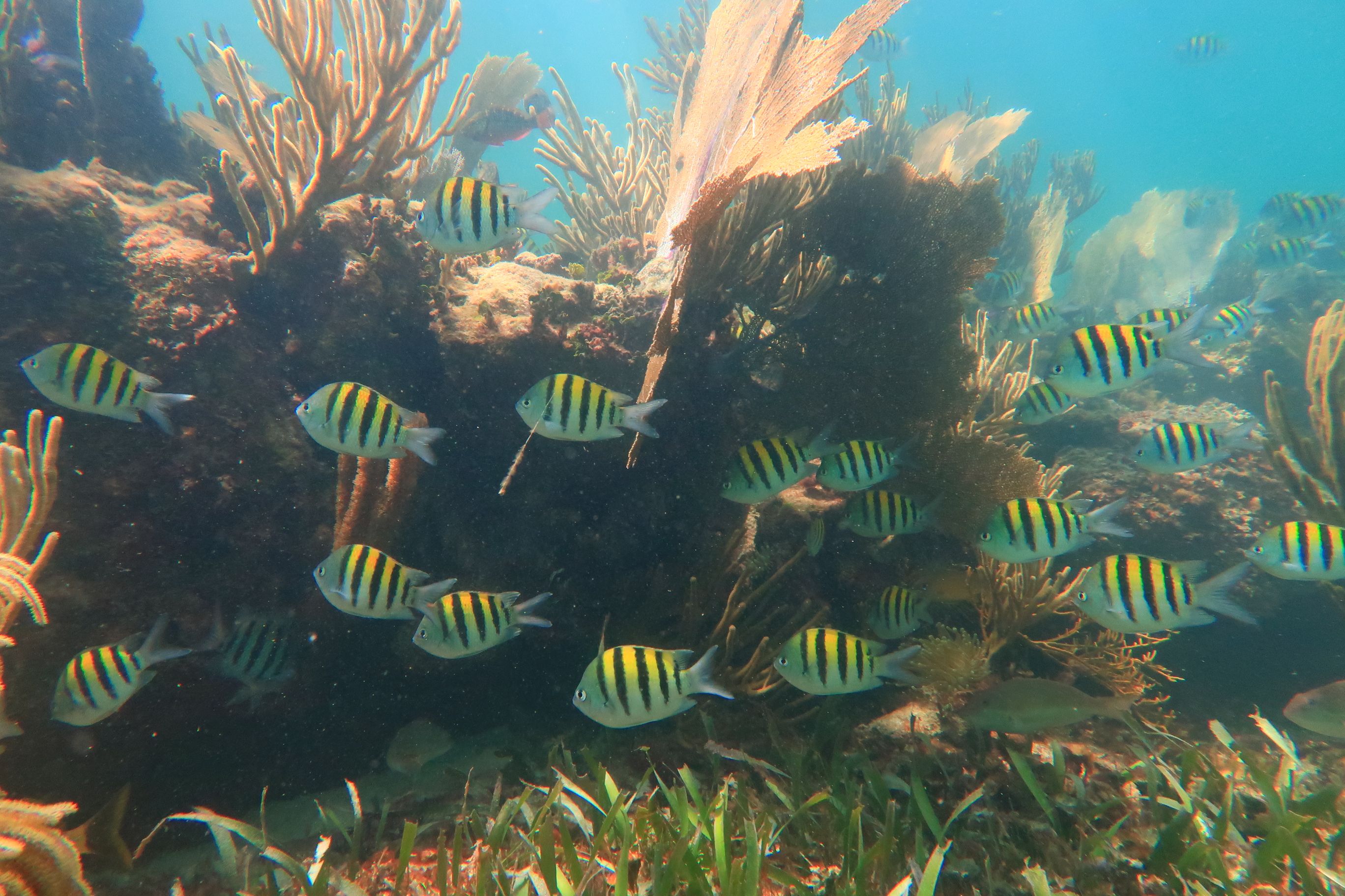Esnórquel en Arrecifes del Parque Nacional desde Cancún con Almuerzo frente a la Playa — 12/21