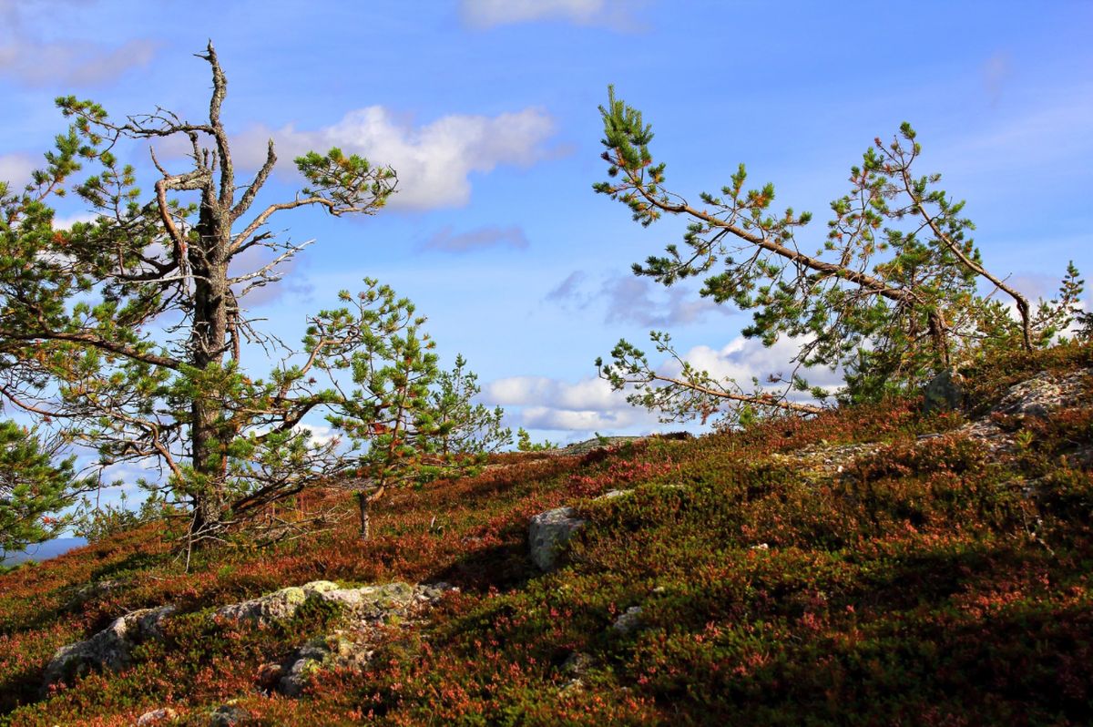 Full day Lapland Tour, with lunch and dinner – Image 4 | WeShare