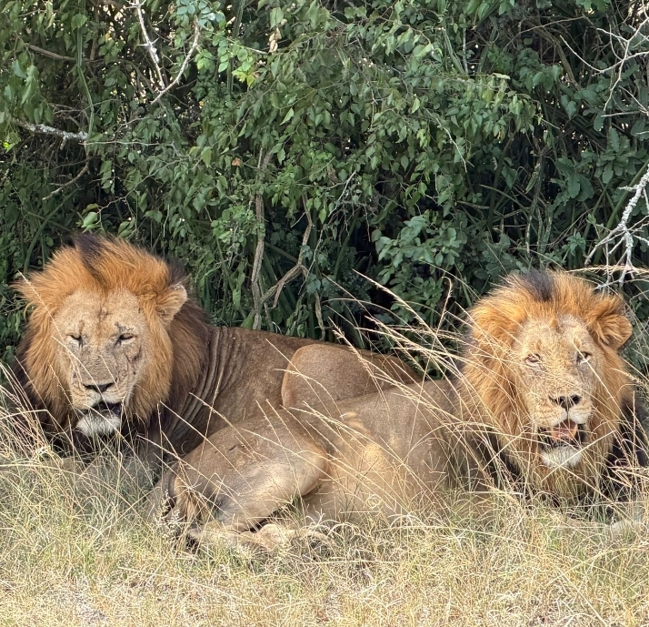 Akagera National Park landscape on a private game drive