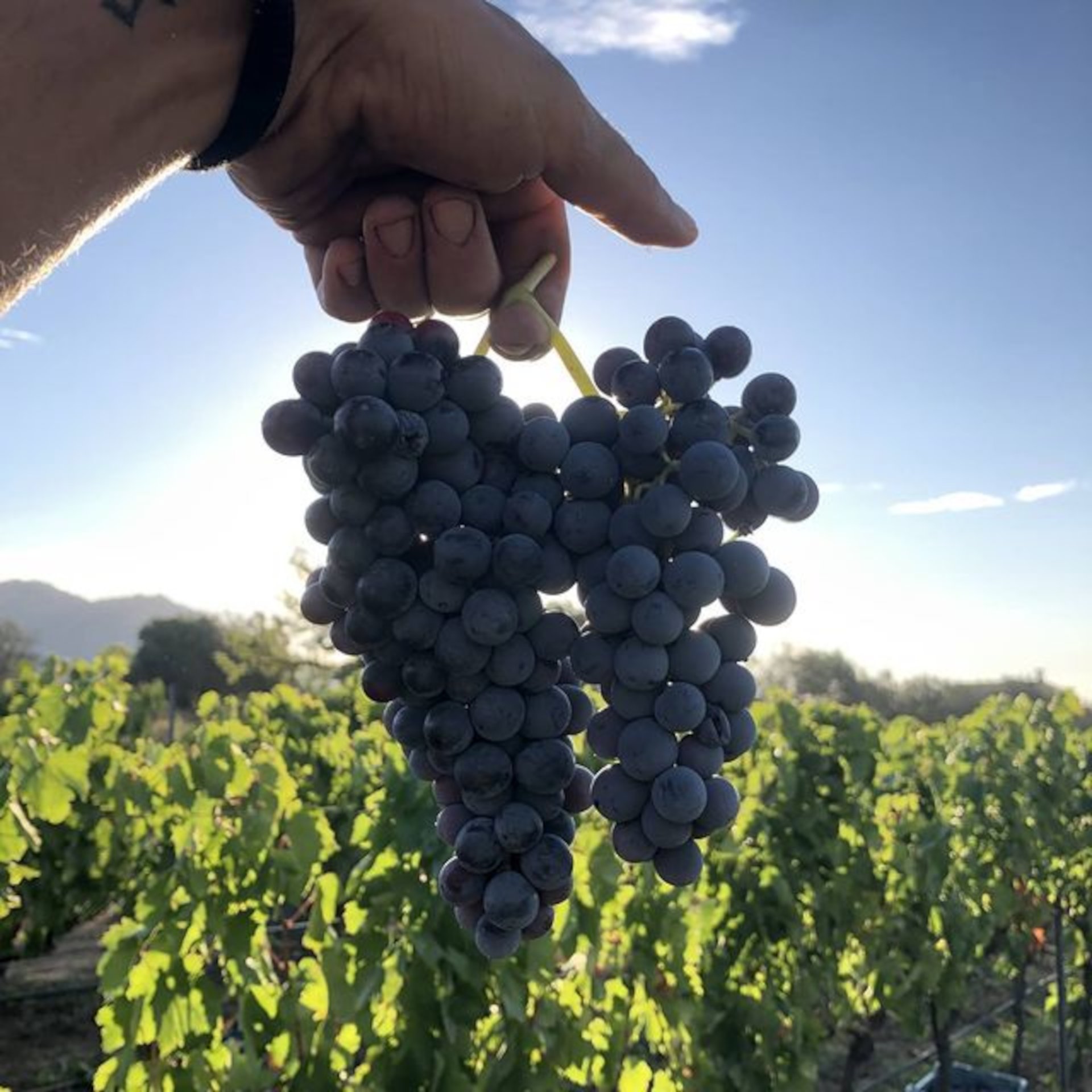Olbia: visit to a Gallura winery with tasting - Photo 10