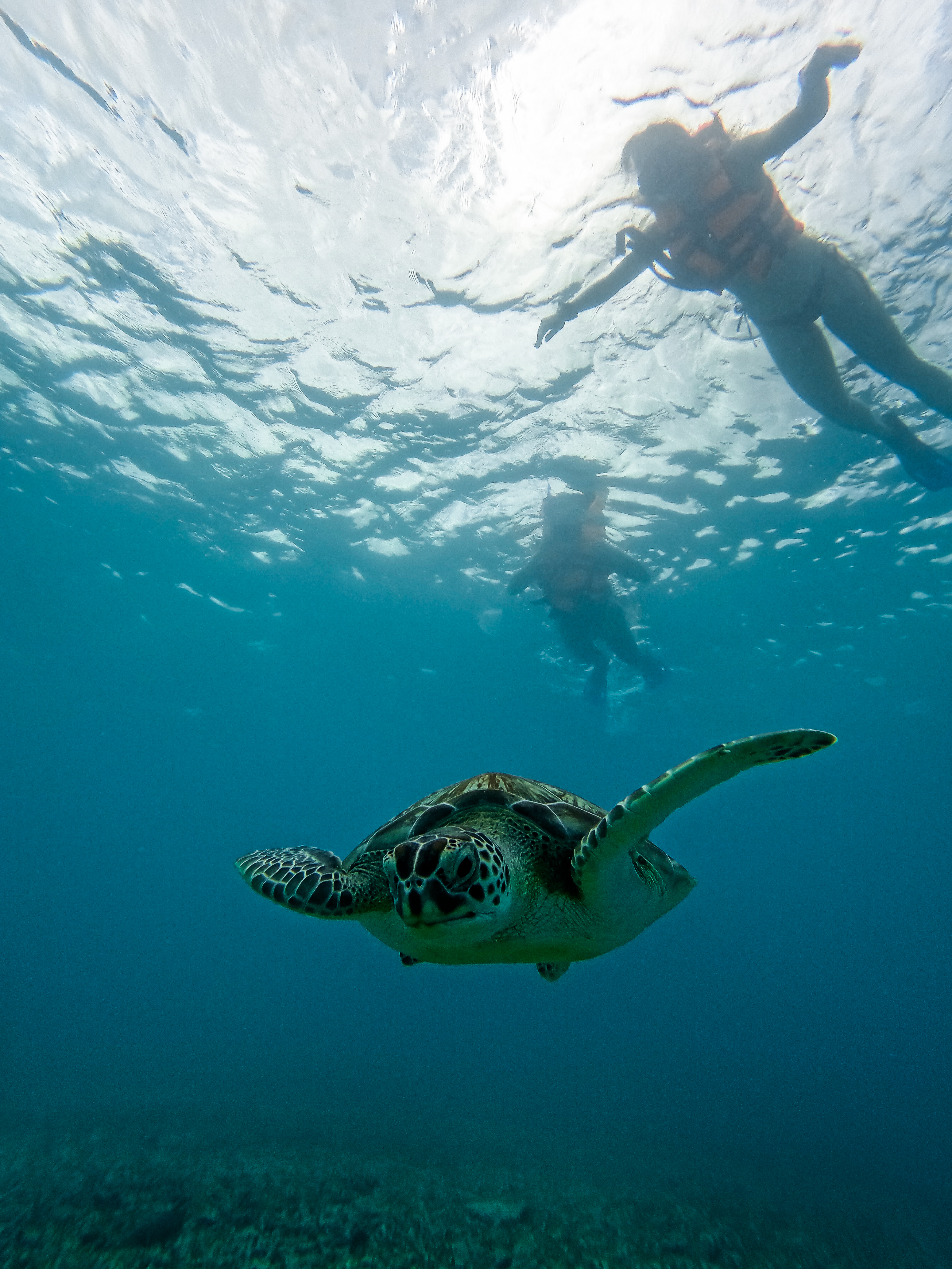 1.5 hours Snorkeling at Tulum's paradise reef — 43/92