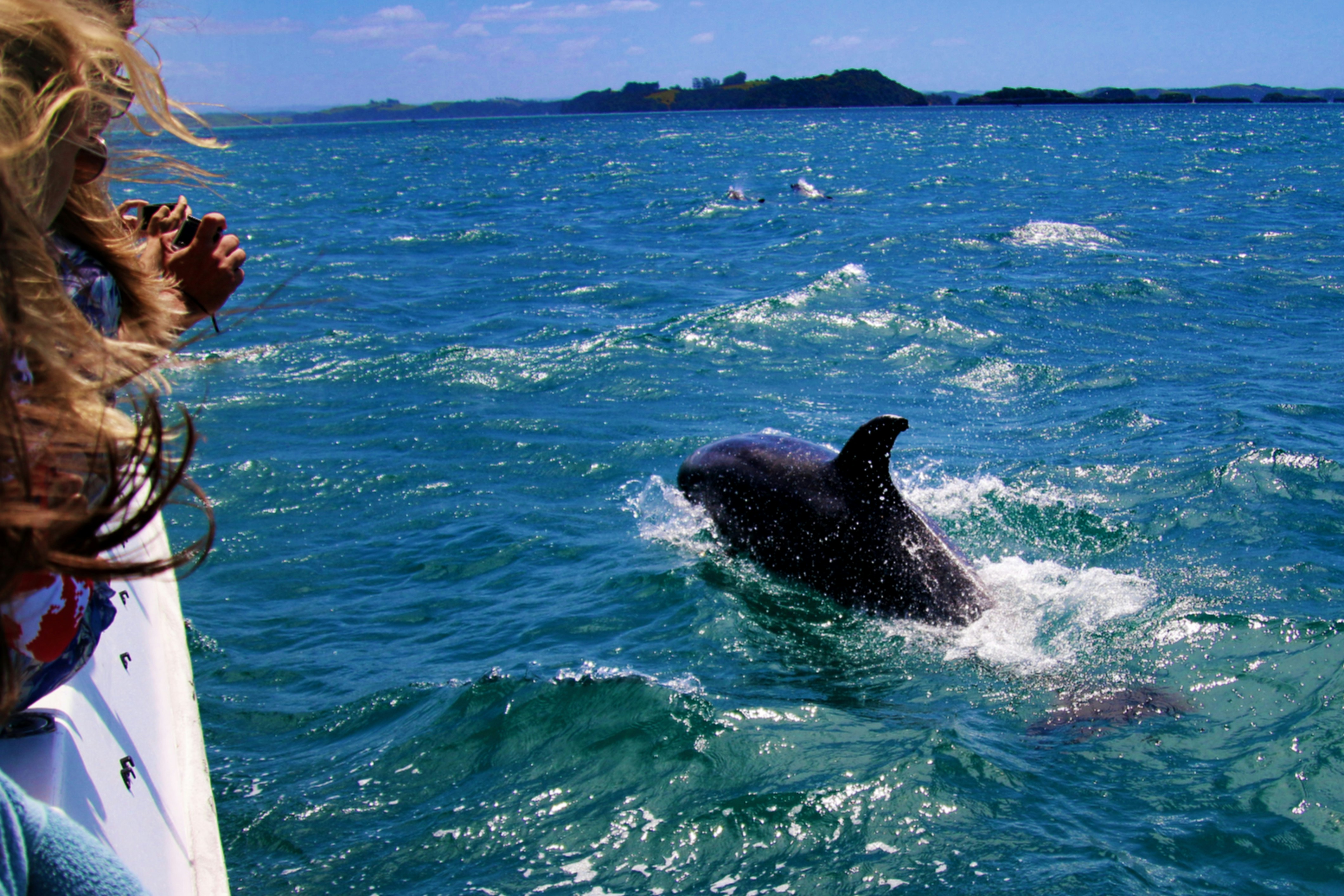 Sotogrande Dolphin Boat Trip + Drink