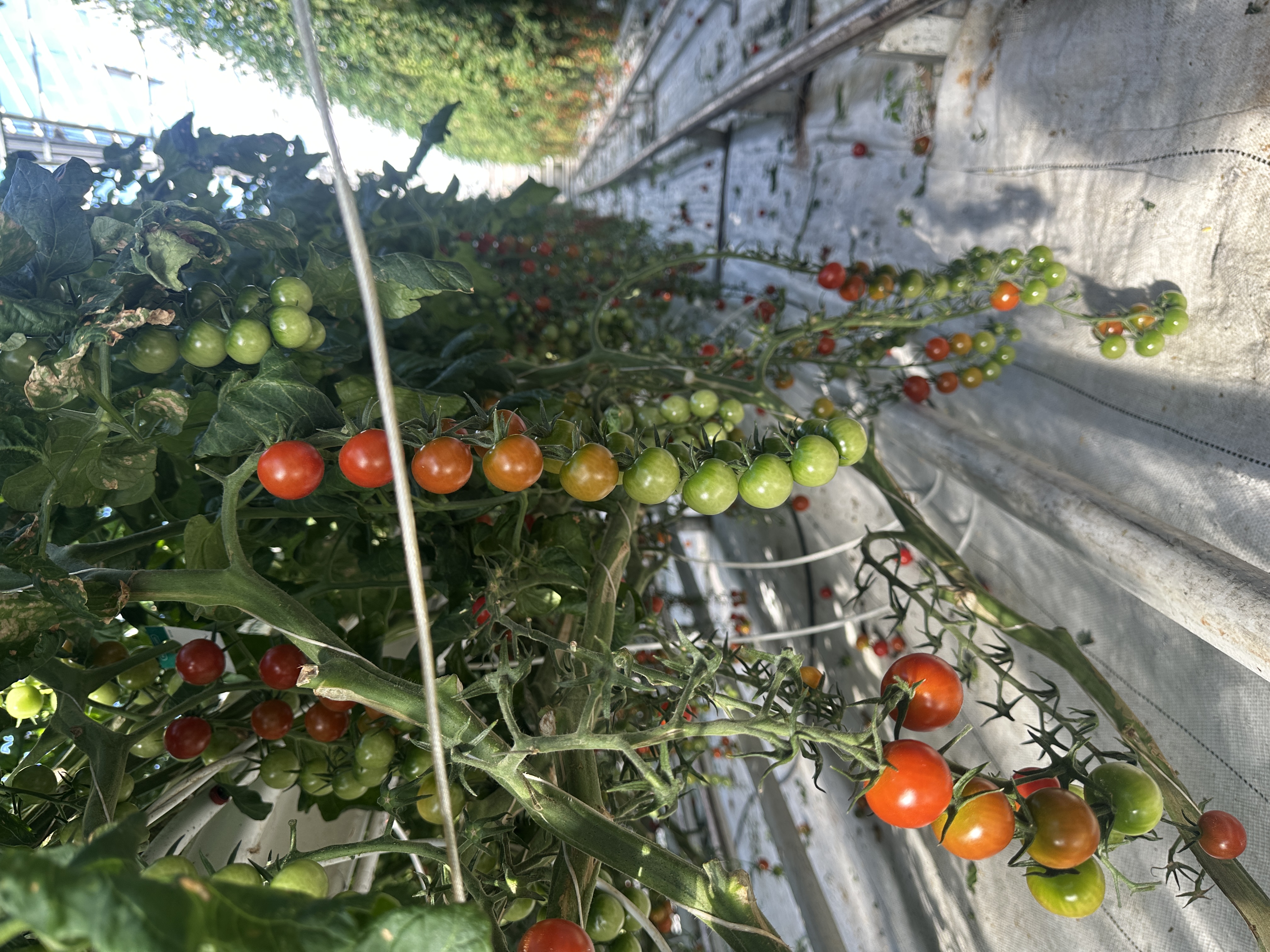 Golden Circle Private Tour & Fridheimar Farm Visit from Reykjavik - photo 7