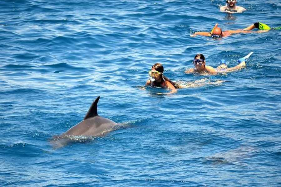 Dolphin House Trip - 5