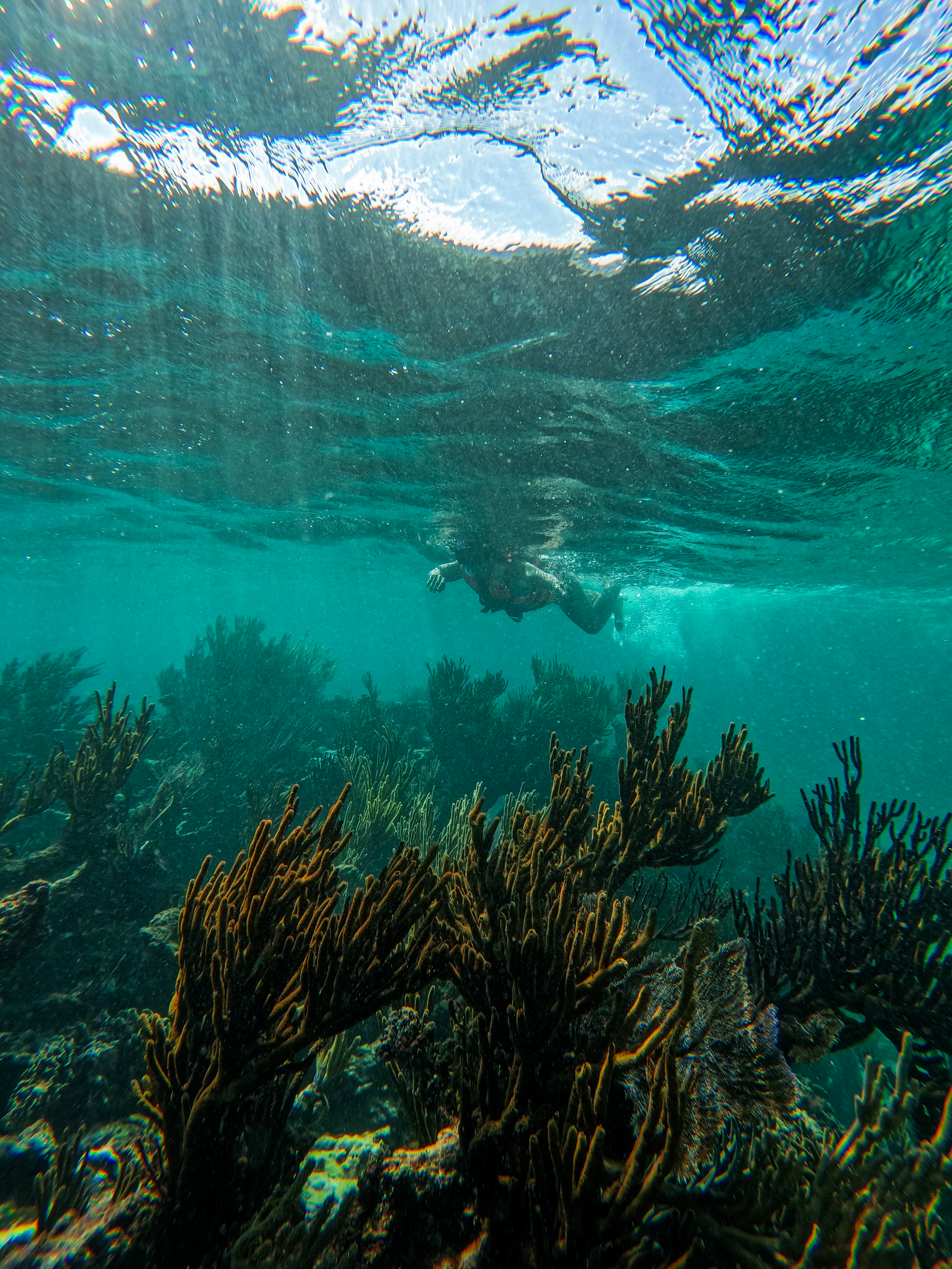 2 horas de Snorkeling en dos puntos del arrecife de Tulum — 67/78