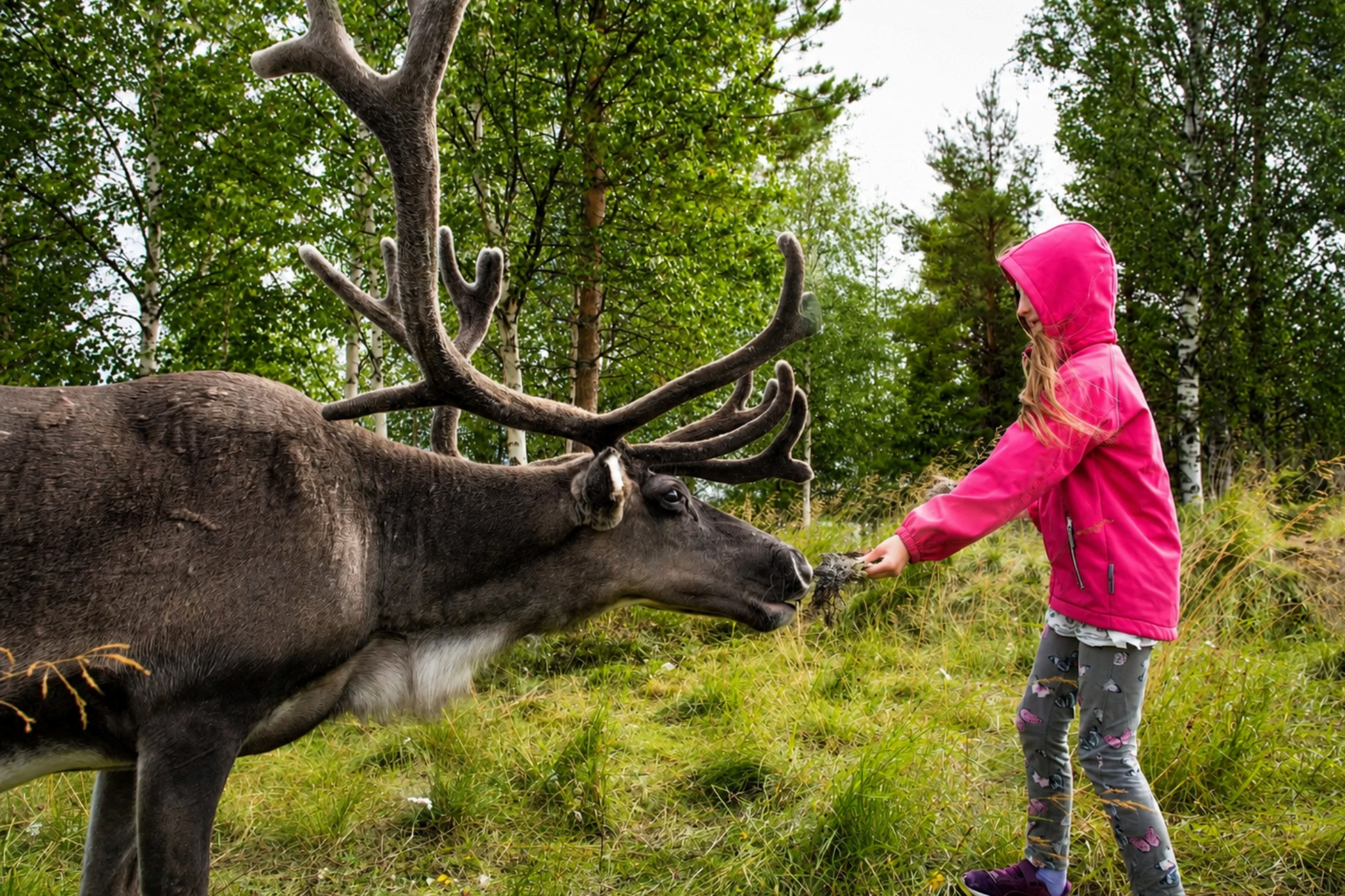 Rovaniemi: Summer & Autumn Reindeer Farm Visit – Small Group