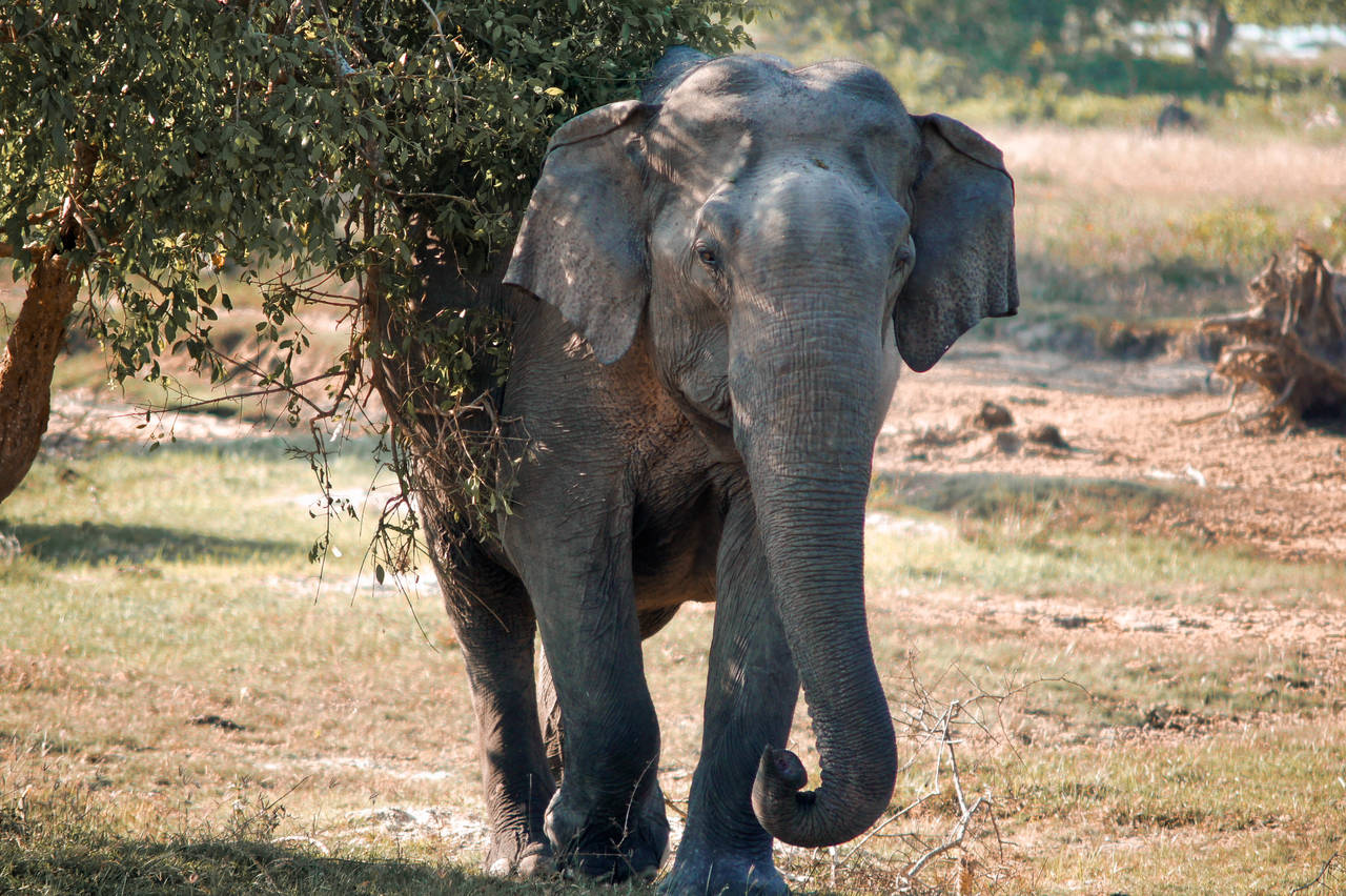 Gal Oya National Park Shared Safari