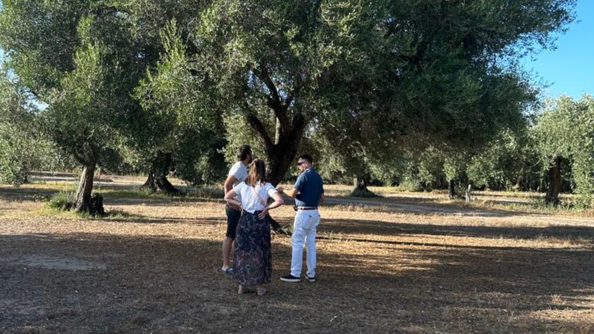 Walk among the olive trees and guided tasting in Oristano - Photo 5