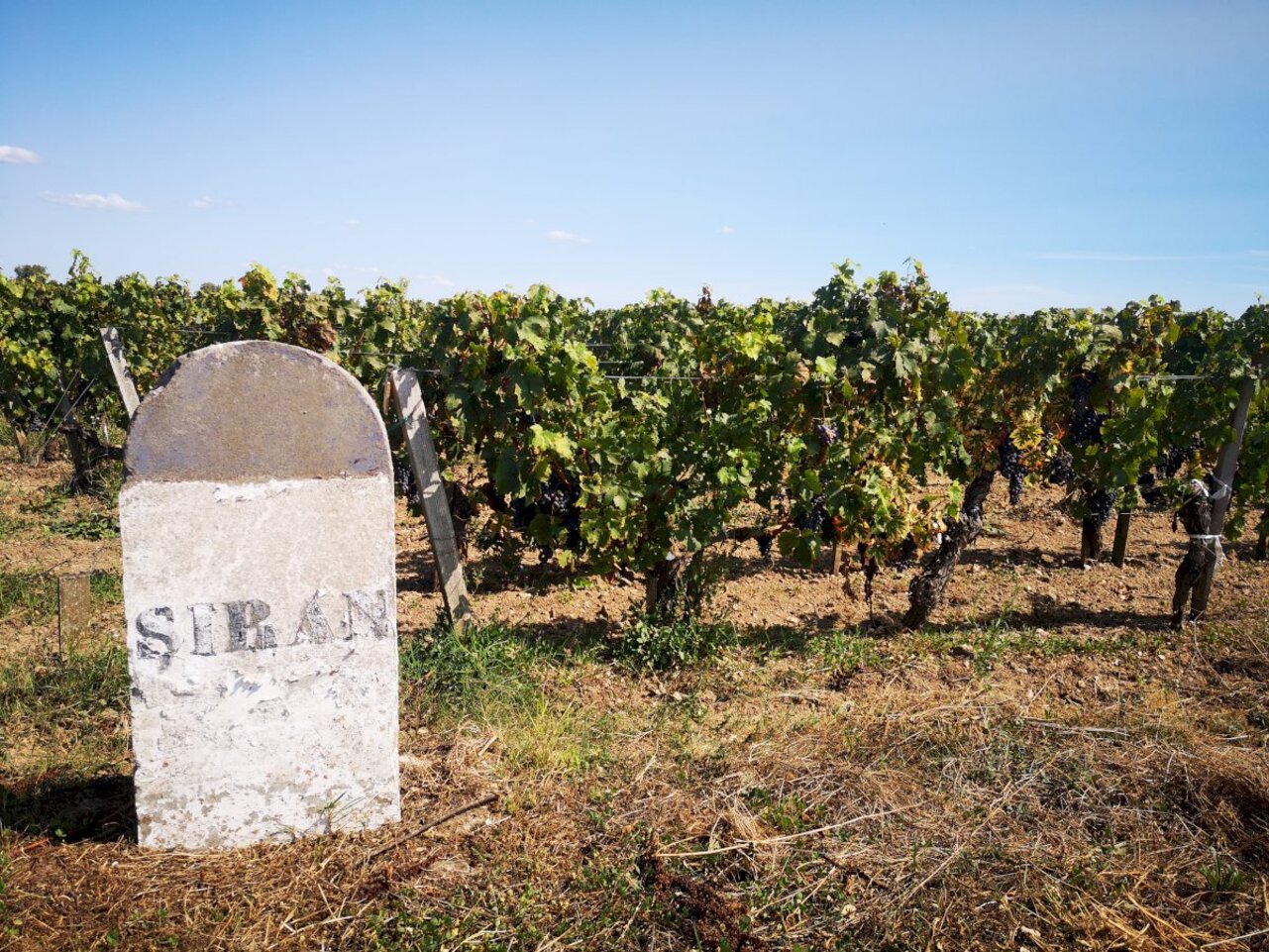 Bordeaux'dan: Le Verdon Kruvaziyer Limanı ile Medoc Şarap Turu
