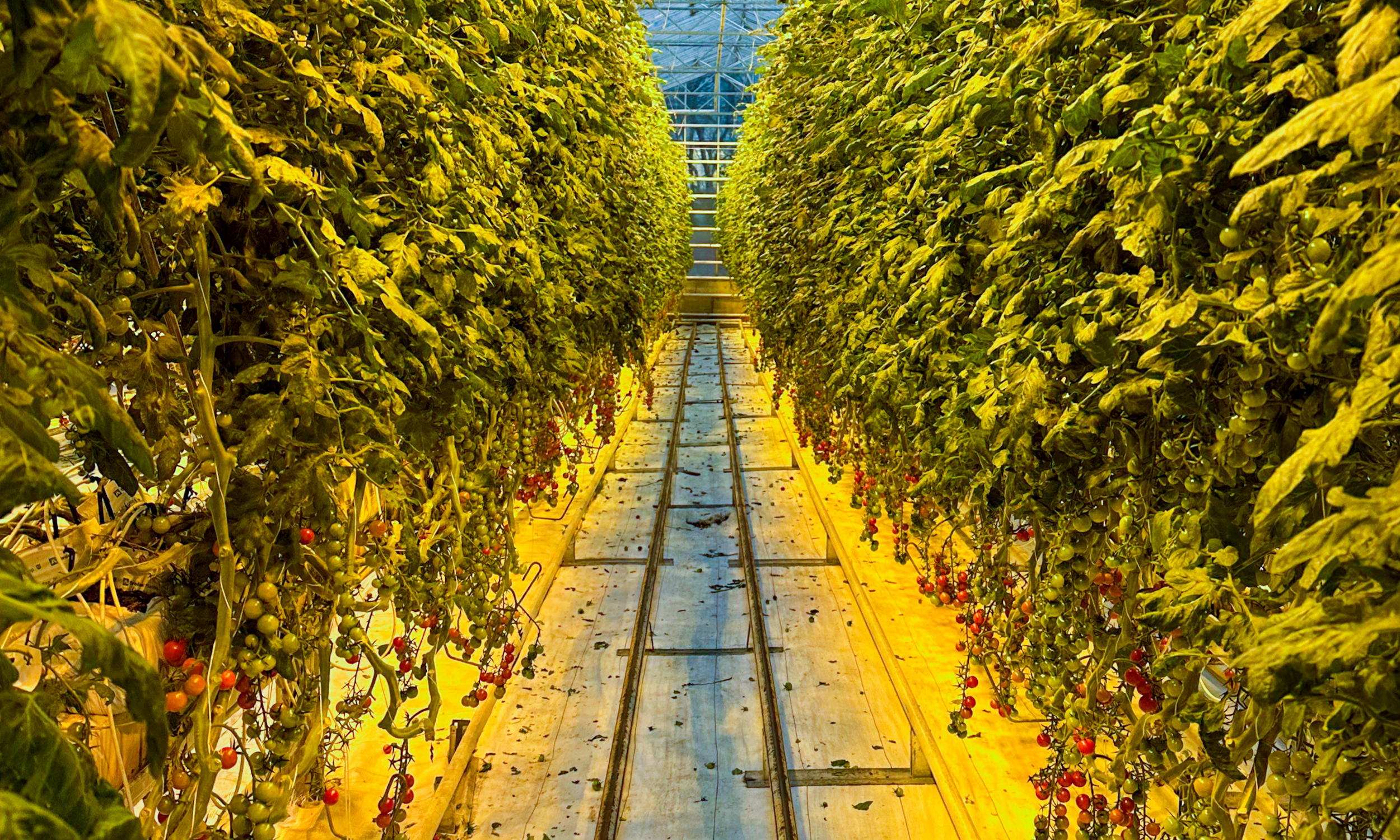 Private Golden Circle Classic Tour with Kerið Crater and Friðheimar Tomato Farm - photo 17