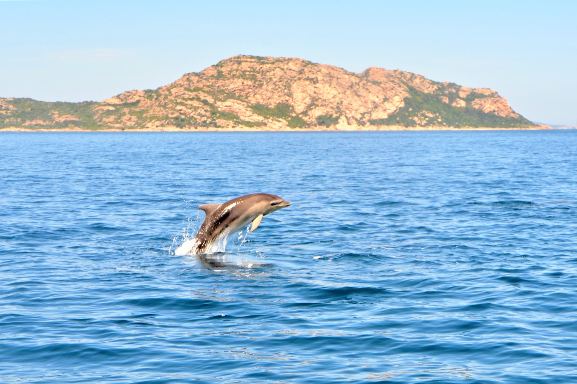 From Olbia: RIB tour to Capo Figari with dolphin sighting - Photo 13