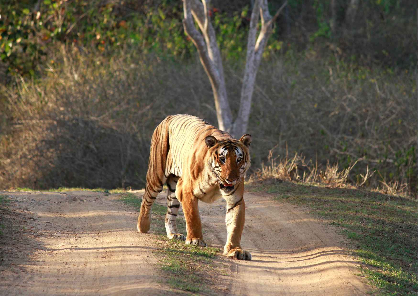 Day Trip to Bandipur National Park (Guided Sightseeing Tour by Car from Mysore) - Photo 7