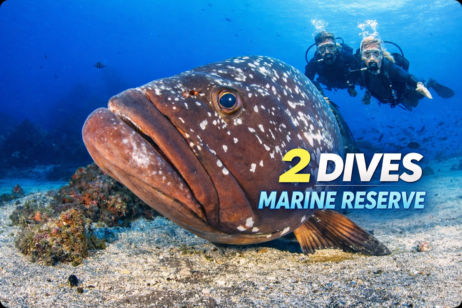 2 Dives trip | Garajau Marine Reserve