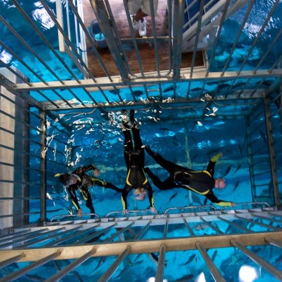 Cage Snorkeling – Image 2 | WeShare
