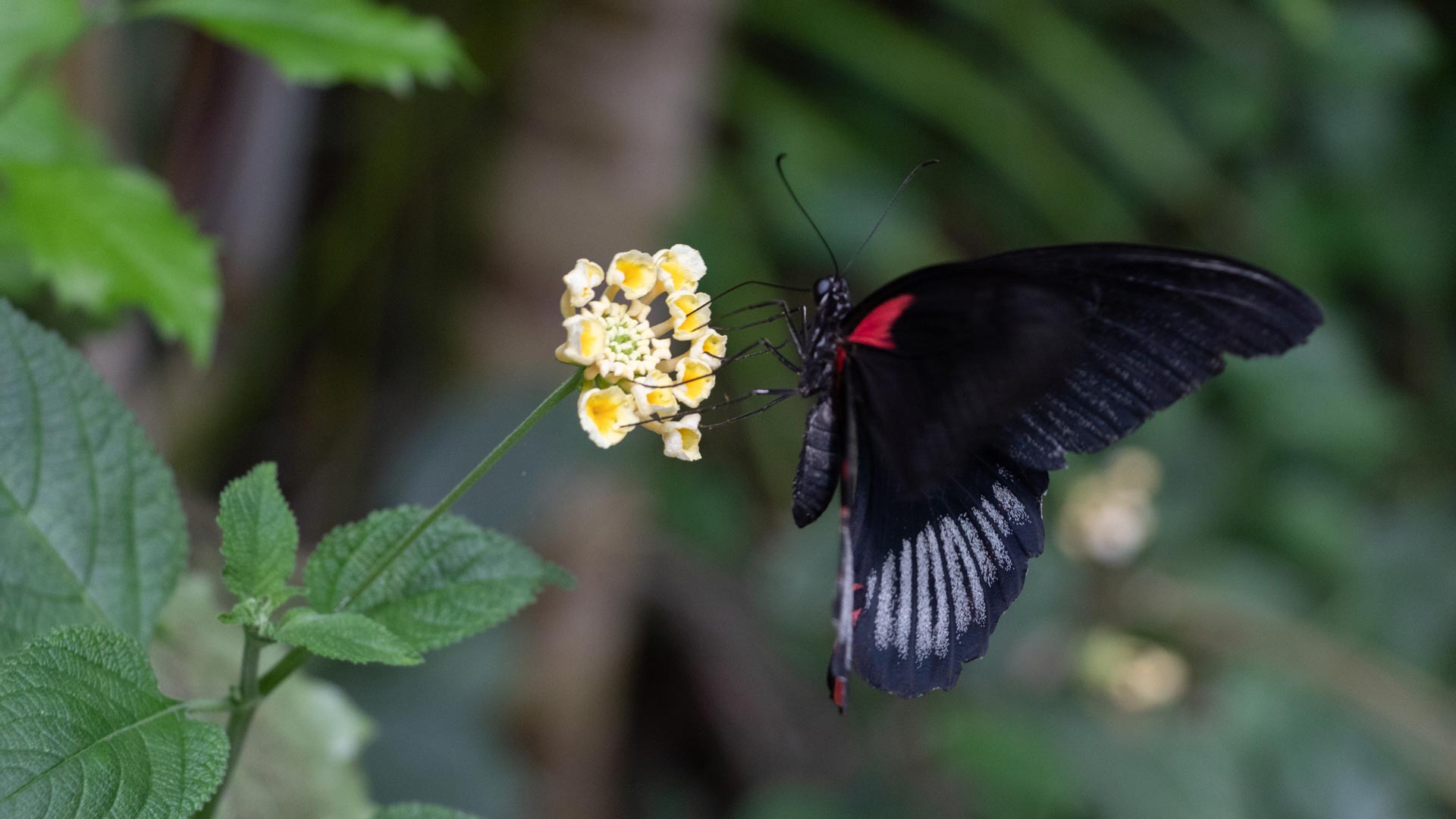 Alghero: visit to the Butterfly House - Photo 15