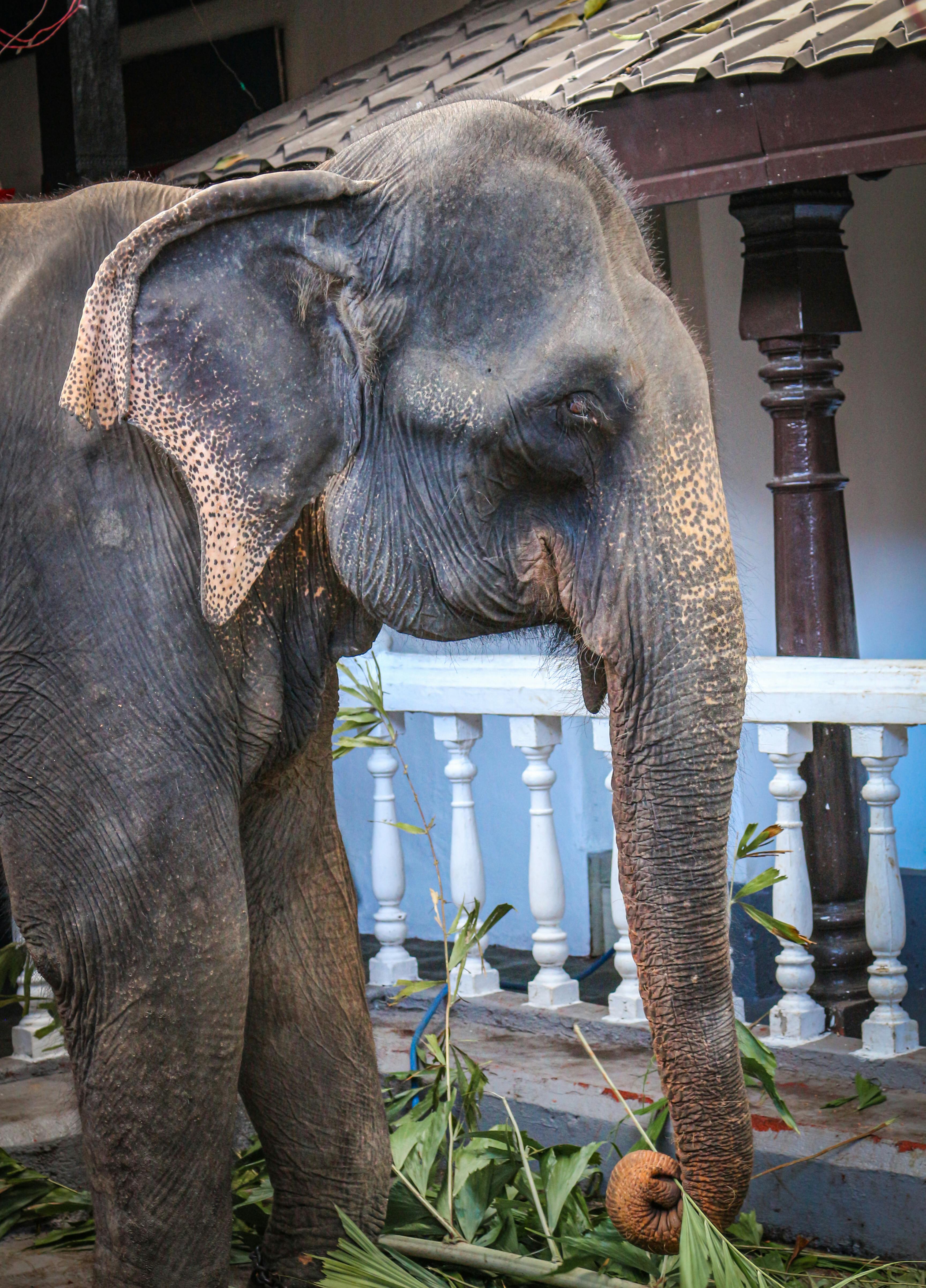 Phuket Elephant Sanctuary Tour – Image 4 | WeShare