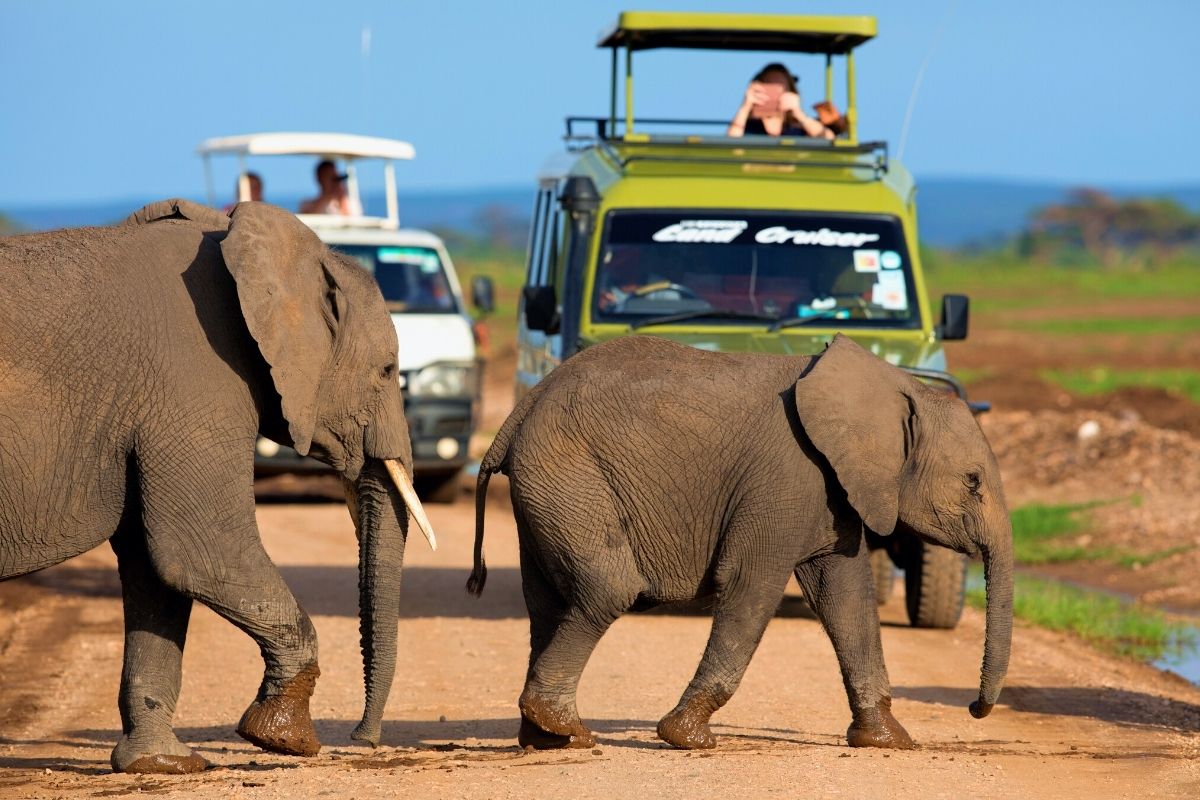 9 días Lago Nakuru, Masai Mara, Serengeti, Ngorongoro, Serval Wildlife y Safari Amboseli - Foto 5