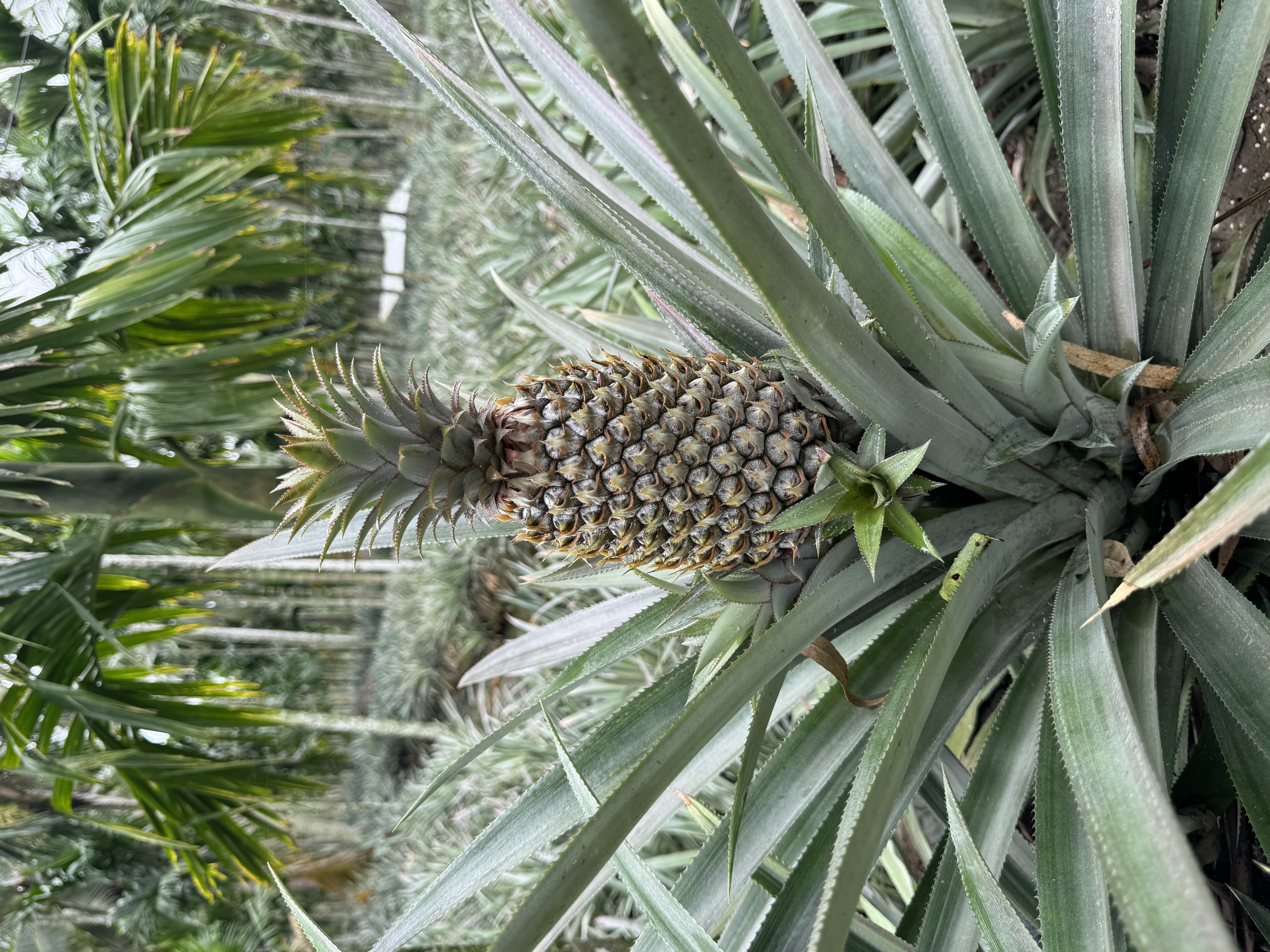Explore U Minh Thuong Forest and The Bike trip In Pineapple Villages