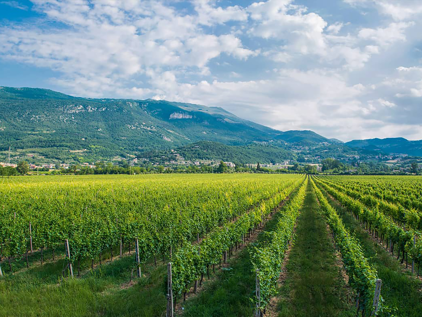 Wine Tour and Tasting on Garda Hills - Photo 16