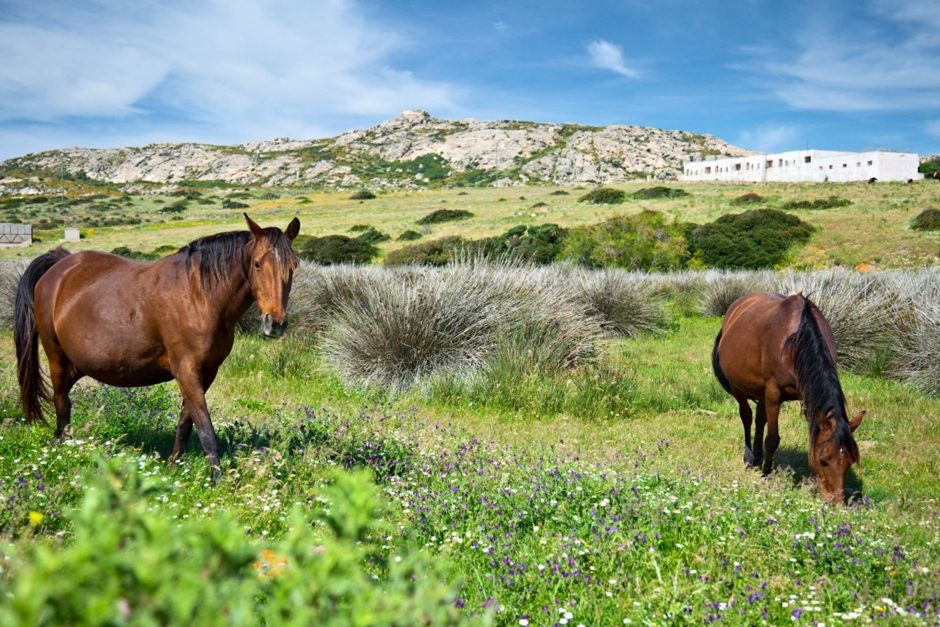 Rent an e-bike and discover Asinara from Porto Torres - Photo 7
