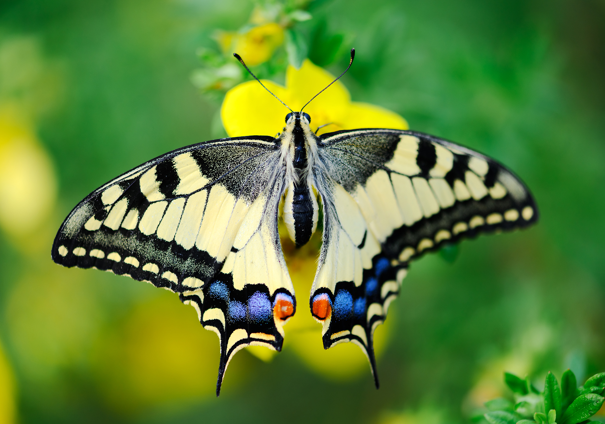 Zanzíbar: adéntrese en el paraíso de las mariposas de Zanzíbar - Foto 4
