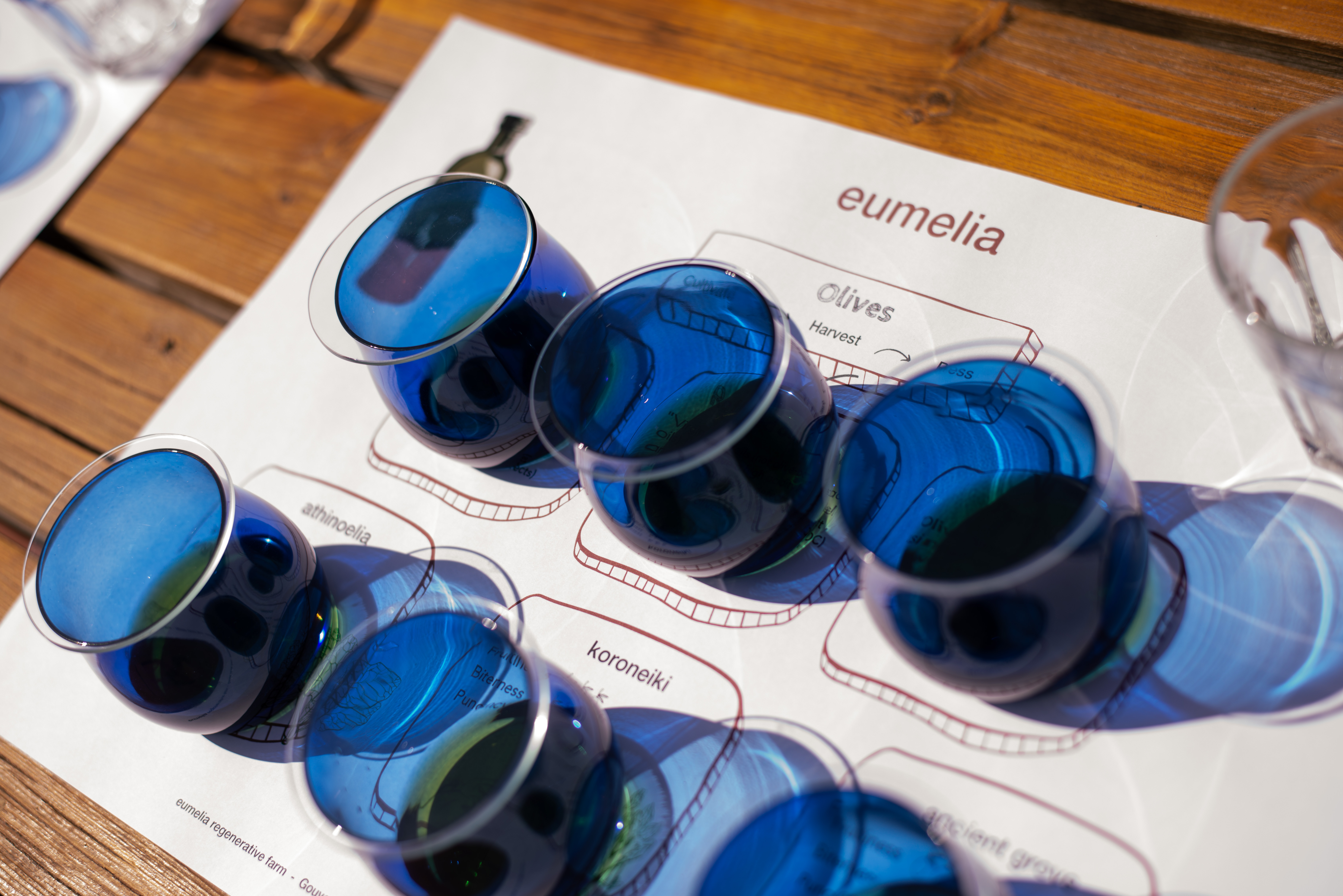 Olive Oil Tasting: Secrets from ancient olive groves