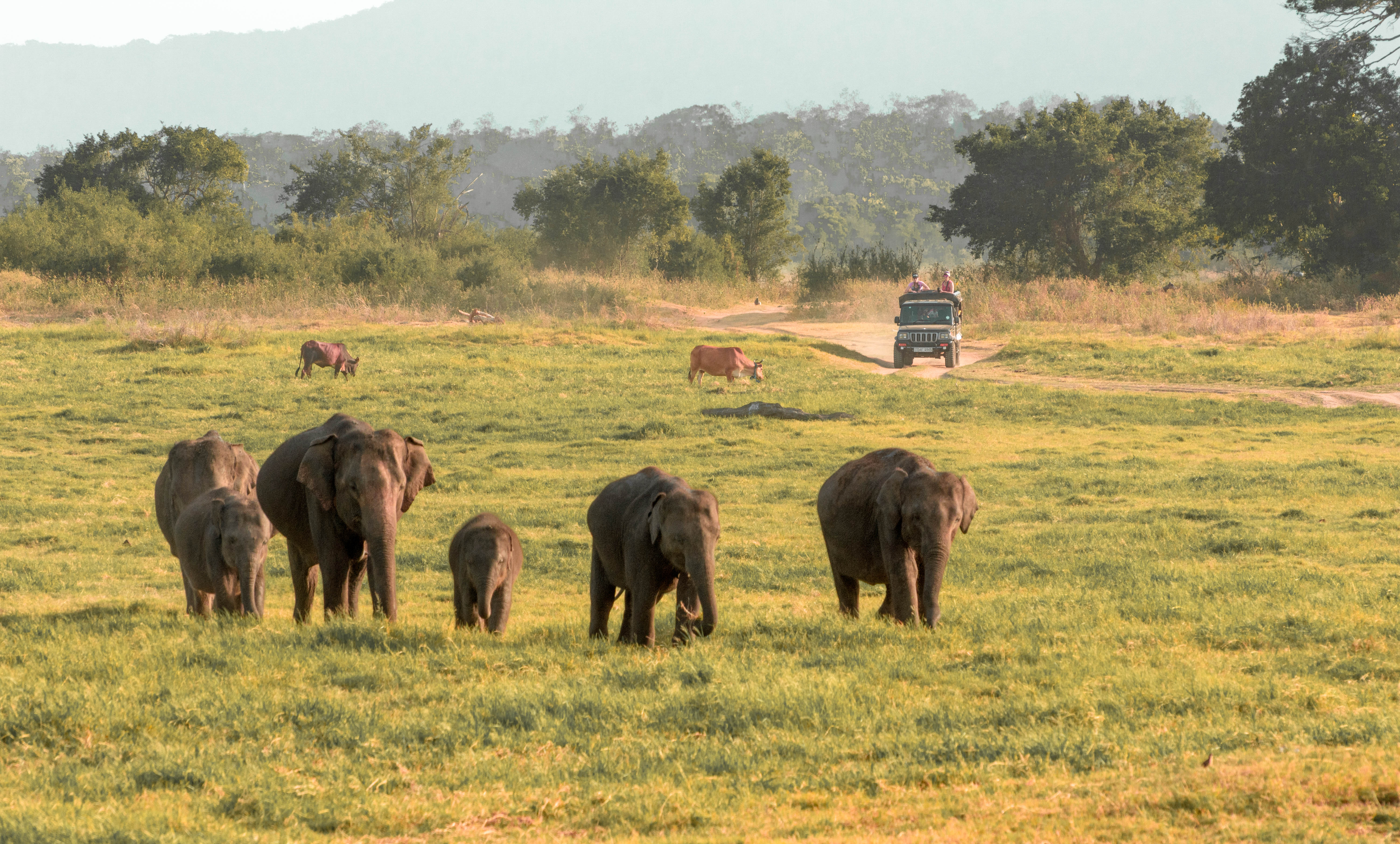 Minneriya National Park Safari from Dambulla