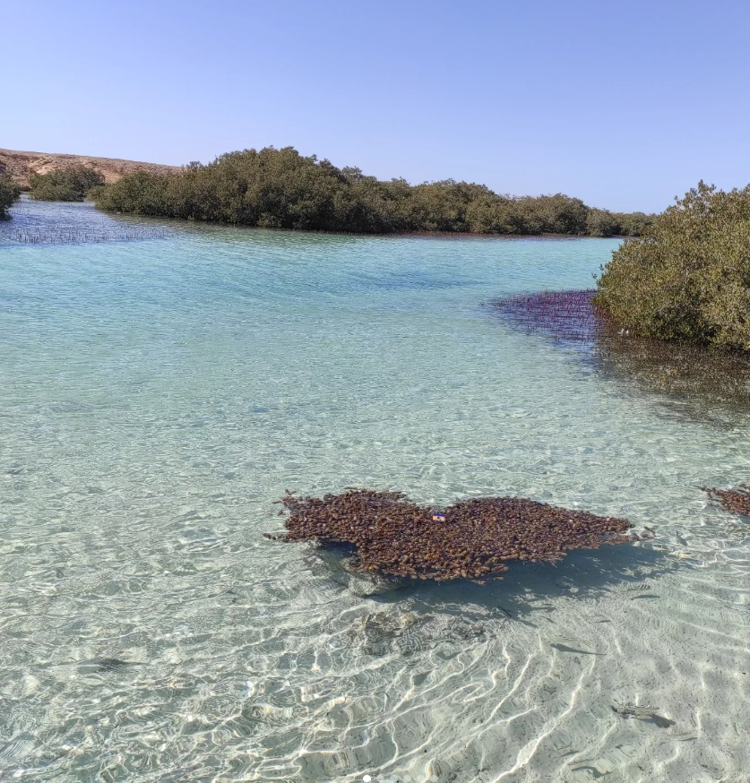 Ras Muhammad + White Island