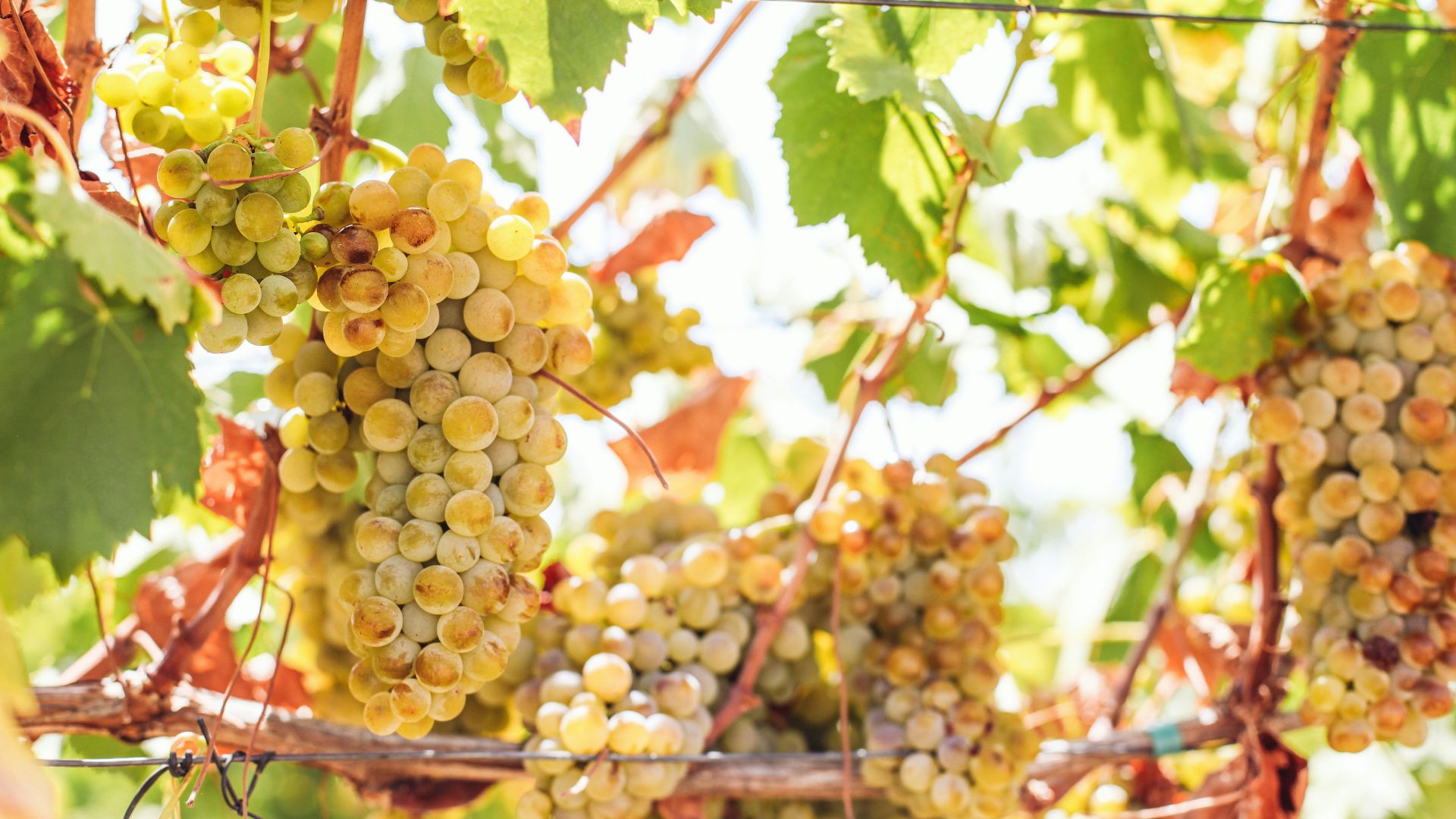 Douro Valley Small Group Tour with Wine Tastings, Lunch and River Cruise  - Photo 33