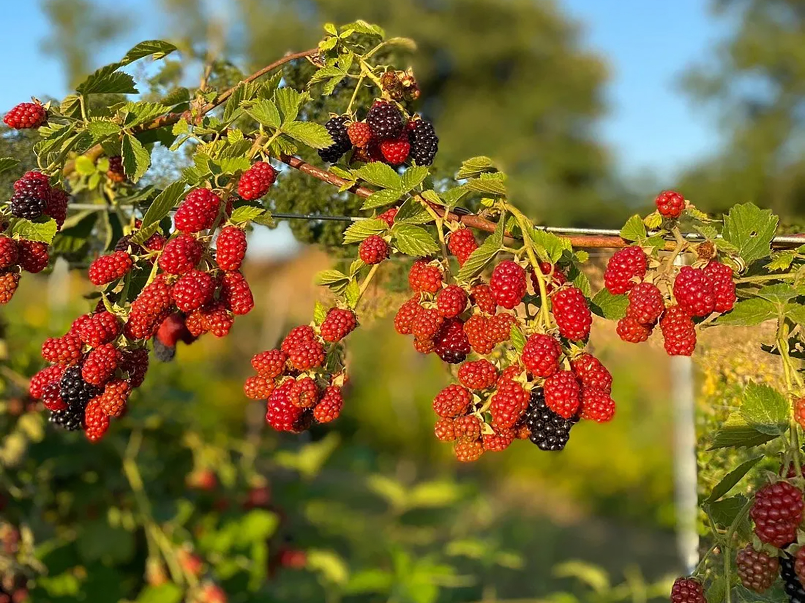 Beekeeping Farm Tour and Tasting Experience - Photo 9