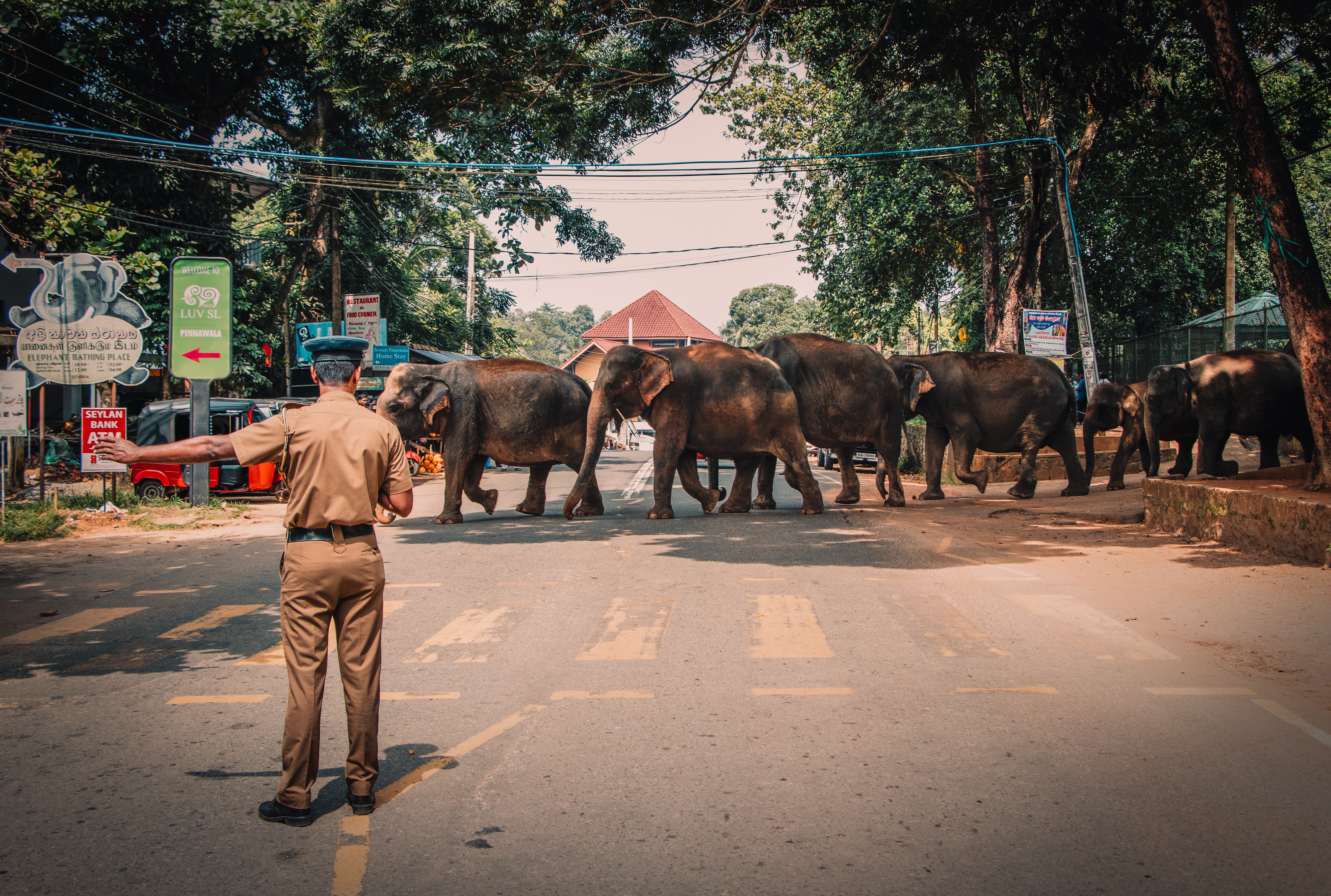 Pinnawala Elephant Orphanage from Bentota