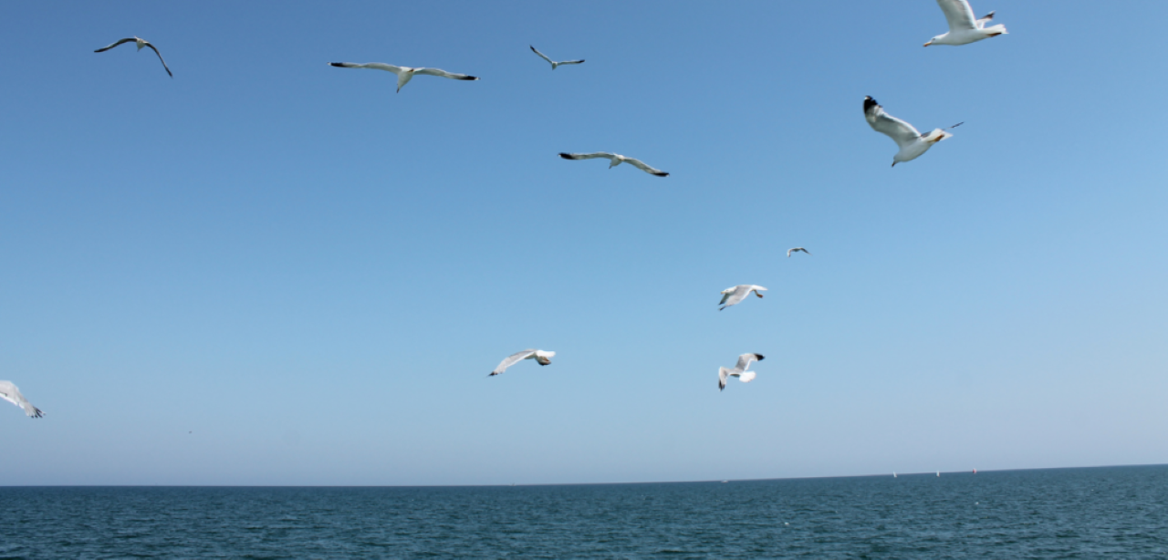Riviera Romagnola Half-Day Boat Tour - Photo 18