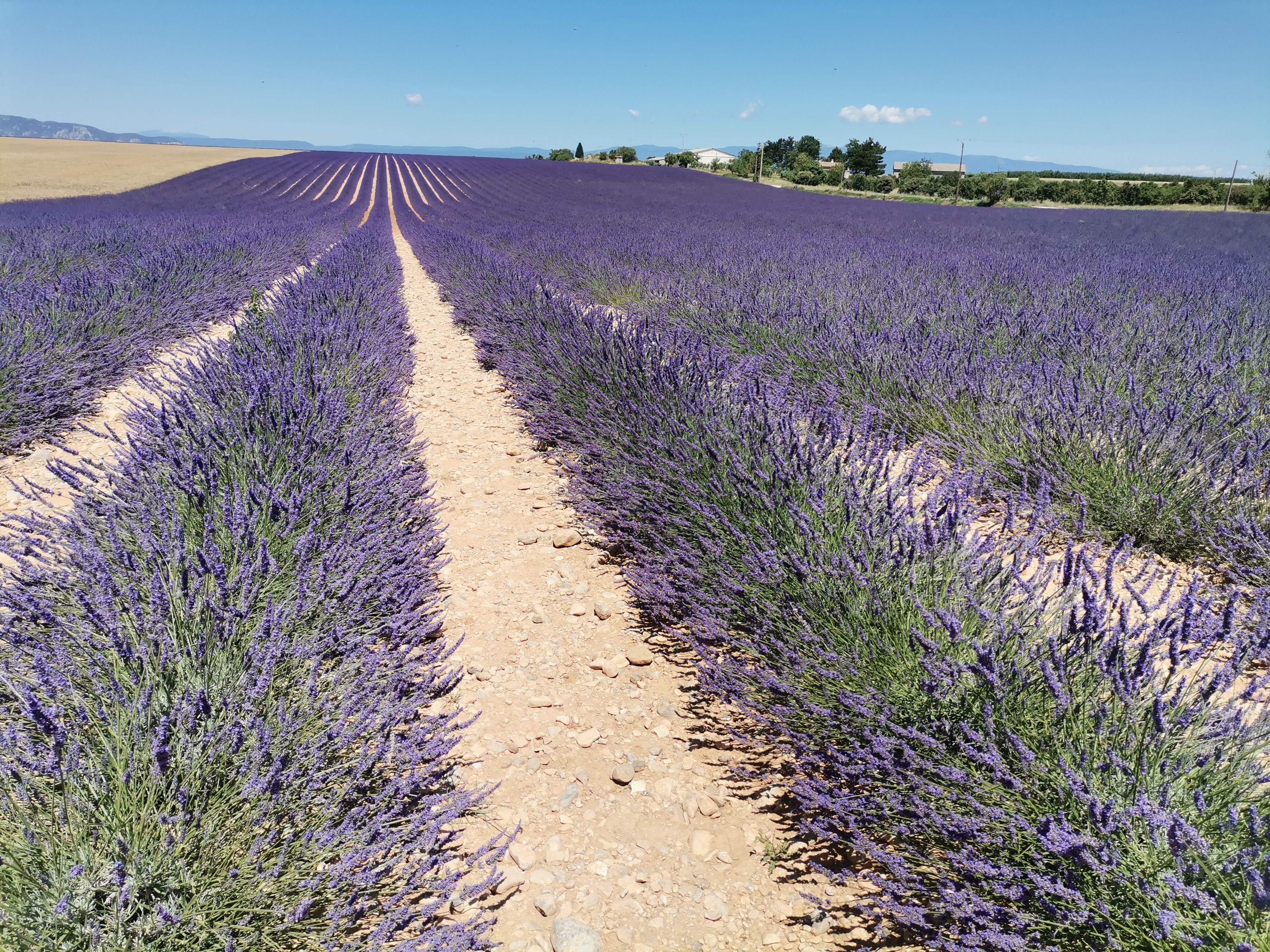 Live a real and unique experience in a lavender field - Photo 3