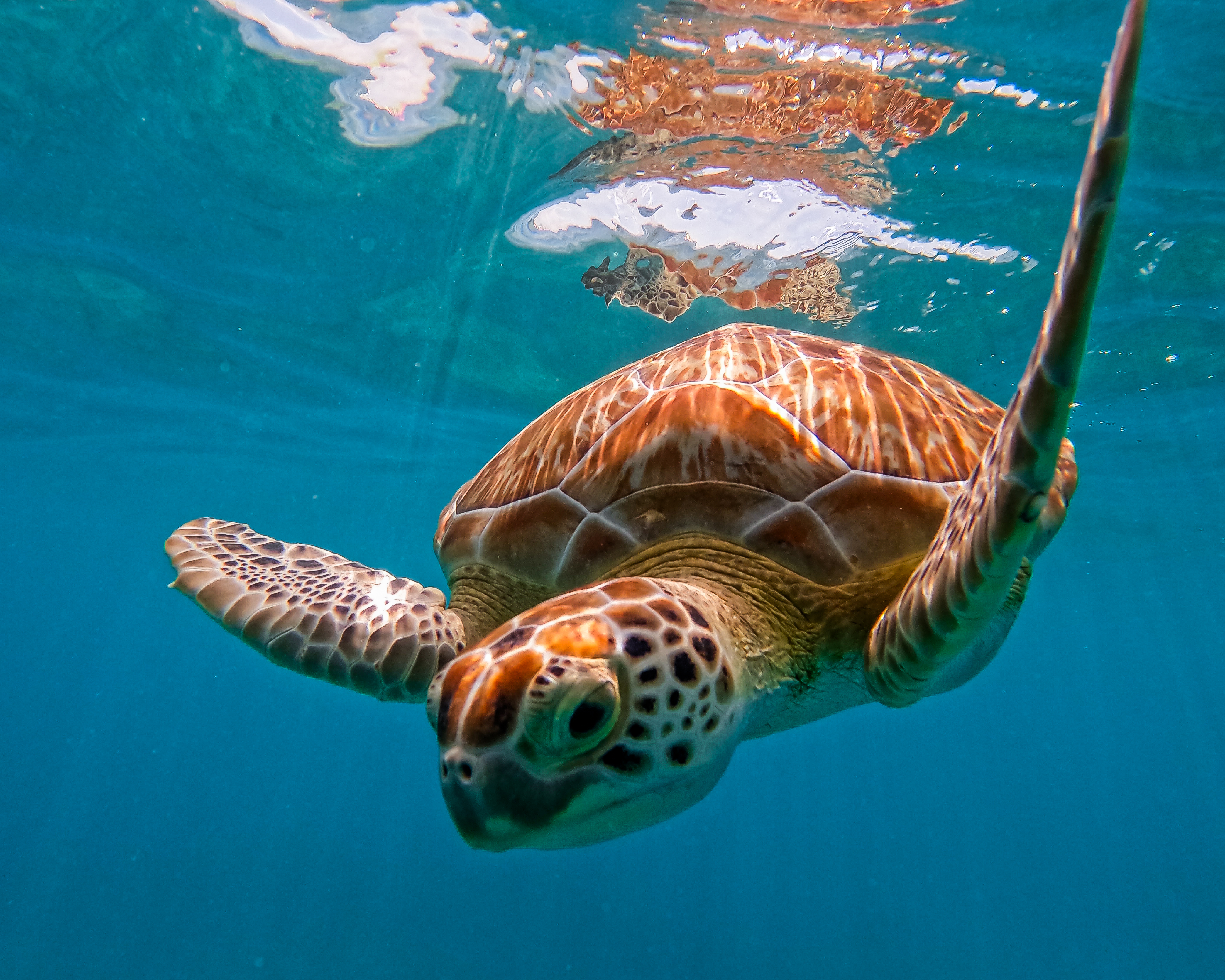 2 horas de Snorkeling en dos puntos del arrecife de Tulum