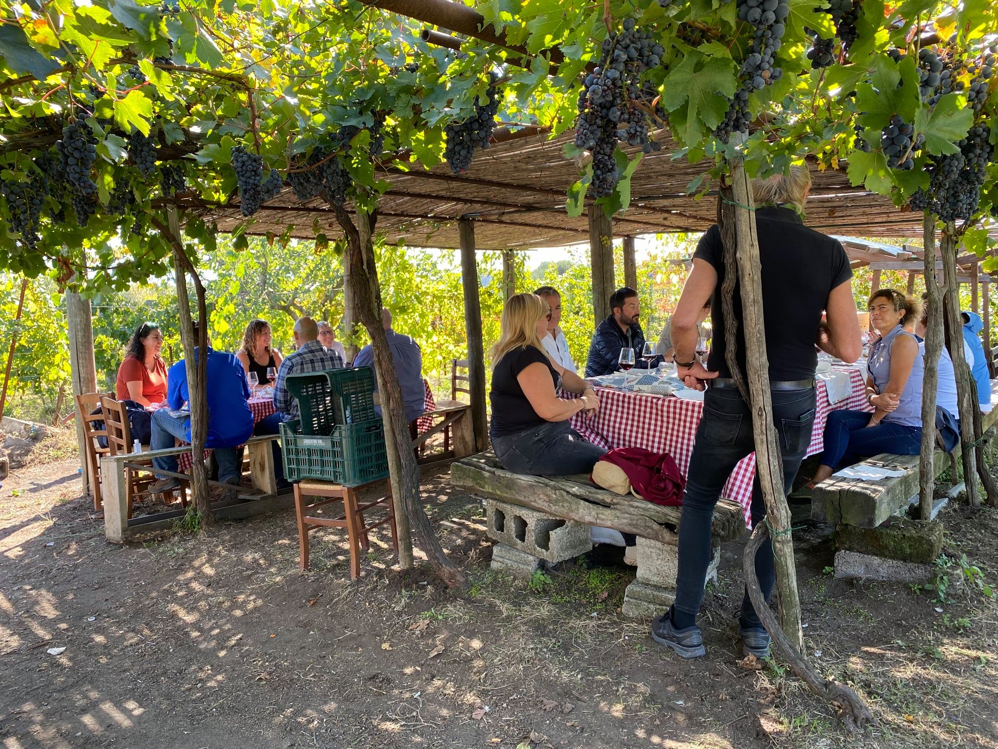 Harvest time: Educational Farm in the Vineyard - Photo 9