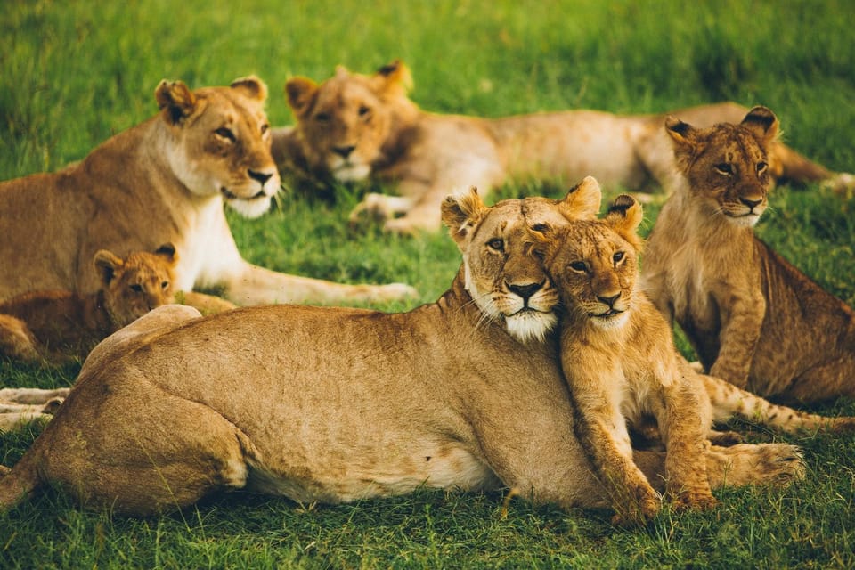 9 días Lago Nakuru, Masai Mara, Serengeti, Ngorongoro, Serval Wildlife y Safari Amboseli - Foto 4