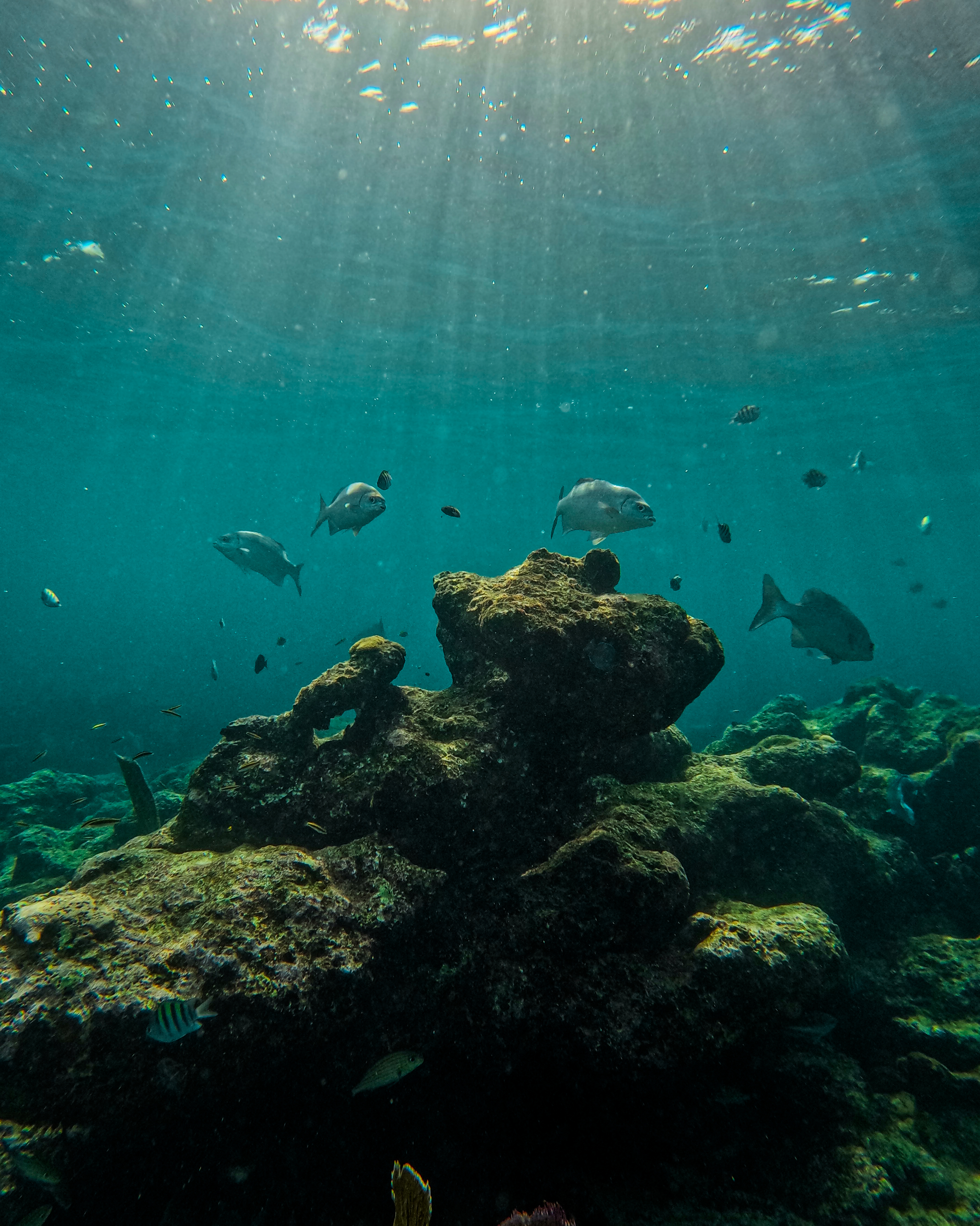 1.5 hours Snorkeling at Tulum's paradise reef — 78/92