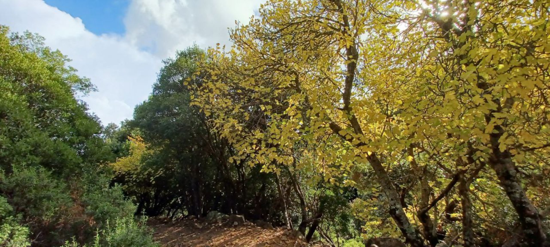 Castiadas: trekking in the S'Acqua Callenti forest - Photo 15