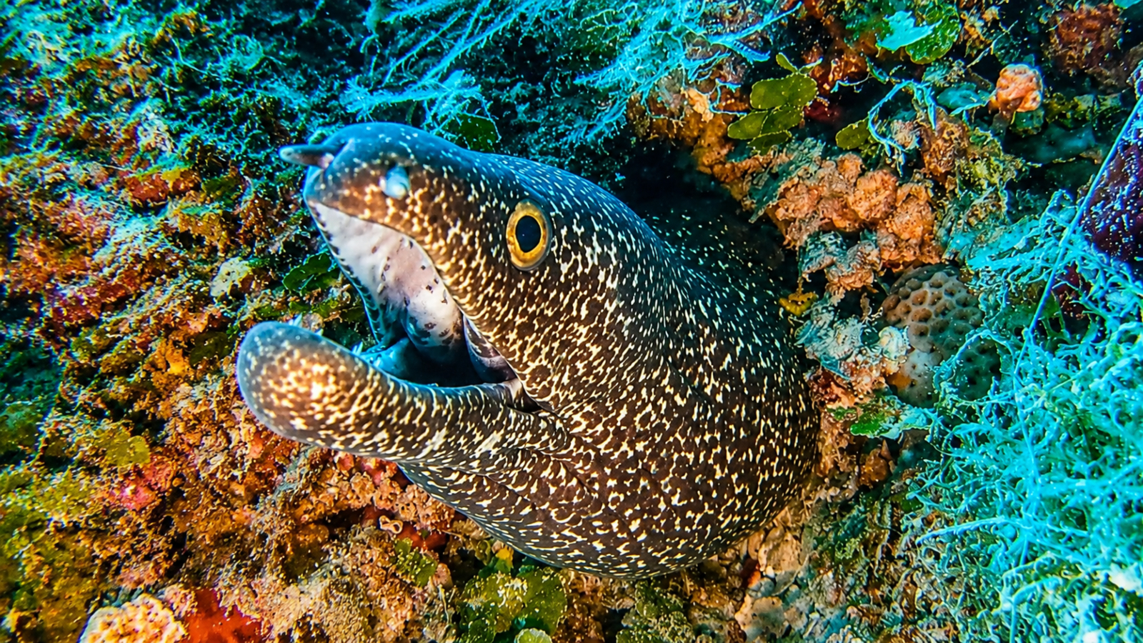 Scuba Diving at Catalina Island from Punta Cana – photo 5
