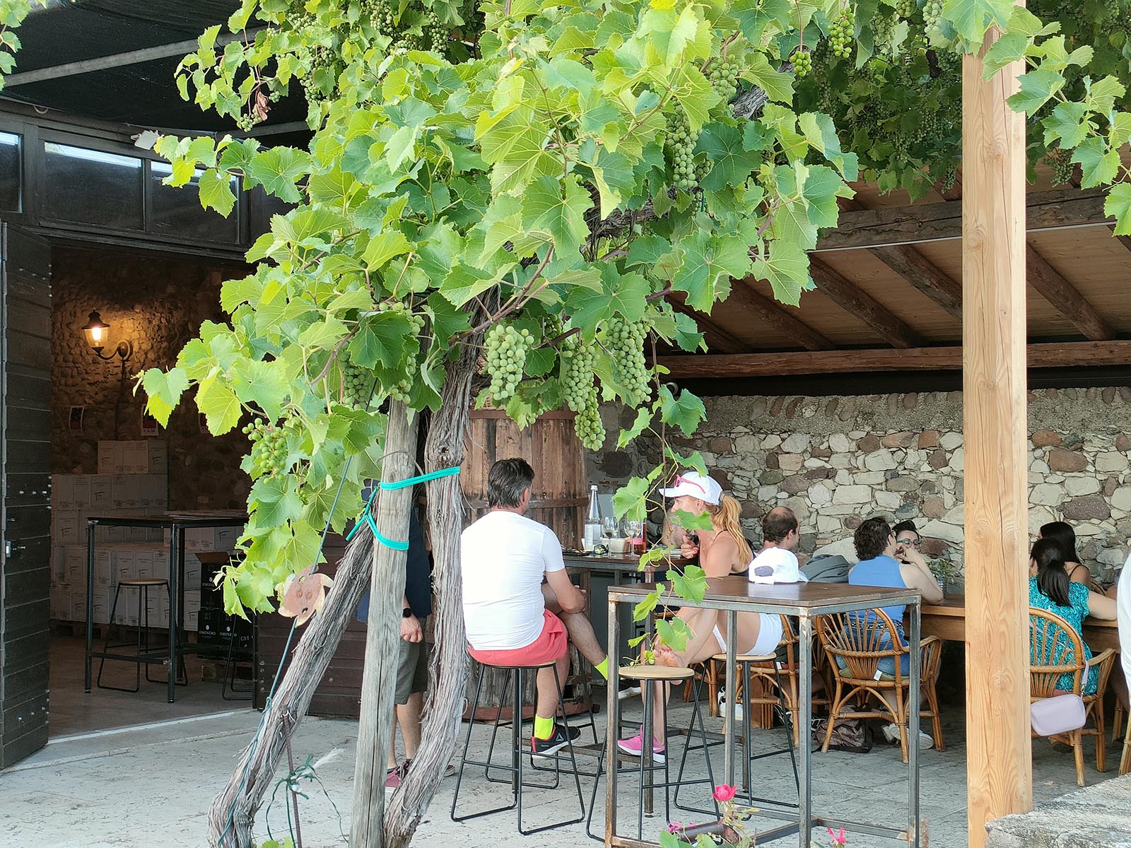 Vineyard tour and tasting of Garda Wines in Cavaion Veronese - Photo 2
