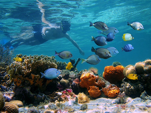 2 stop snorkel tour with speedboat