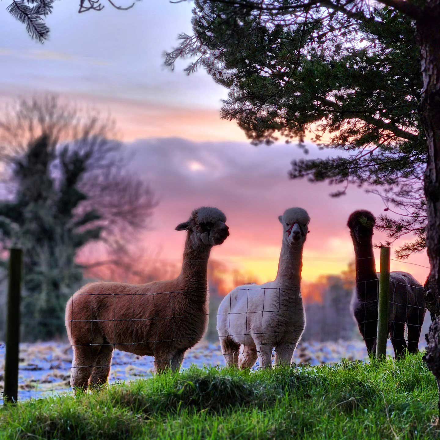 Golden Hour Alpaca Trekking & Luxury Charcuterie Board – photo 1