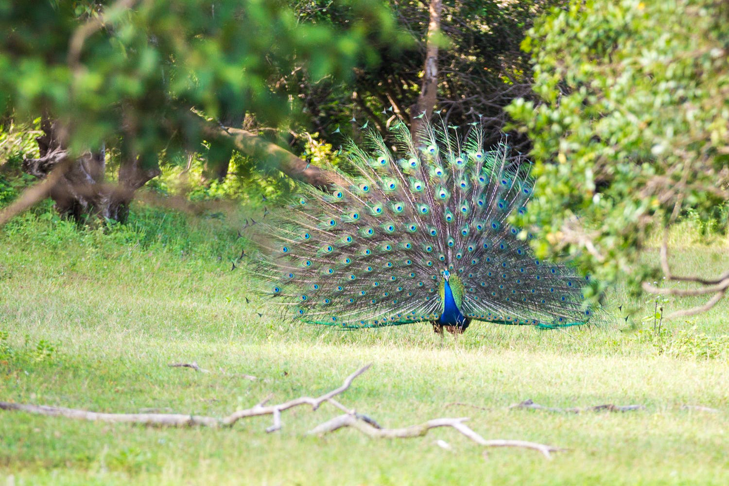Lahugala Kitulana National Park  Private Safari