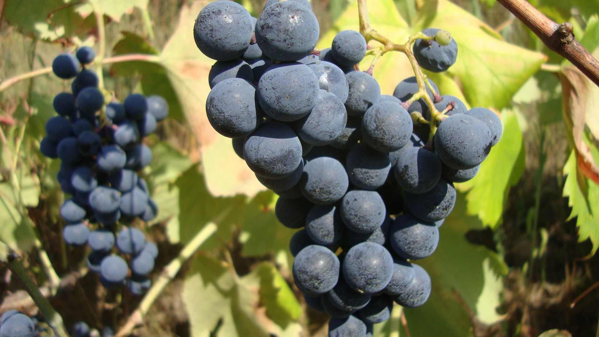 Douro Valley Small Group Tour with Wine Tastings, Lunch and River Cruise  - Photo 10