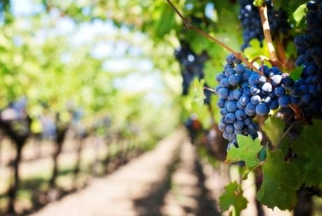 Desde Durres Golem: tour de cata de vinos y castillo del cabo de Rodon - Foto 5